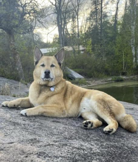 Jasper, Adoptable, Adult Male Husky & Border Collie.