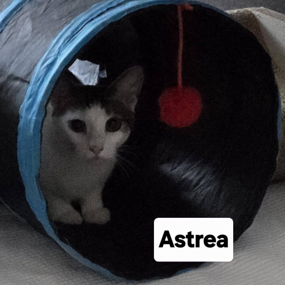 Enlarge Astrea, a ADOPTABLE Domestic Short Hair in Honolulu, HI image 2/2
