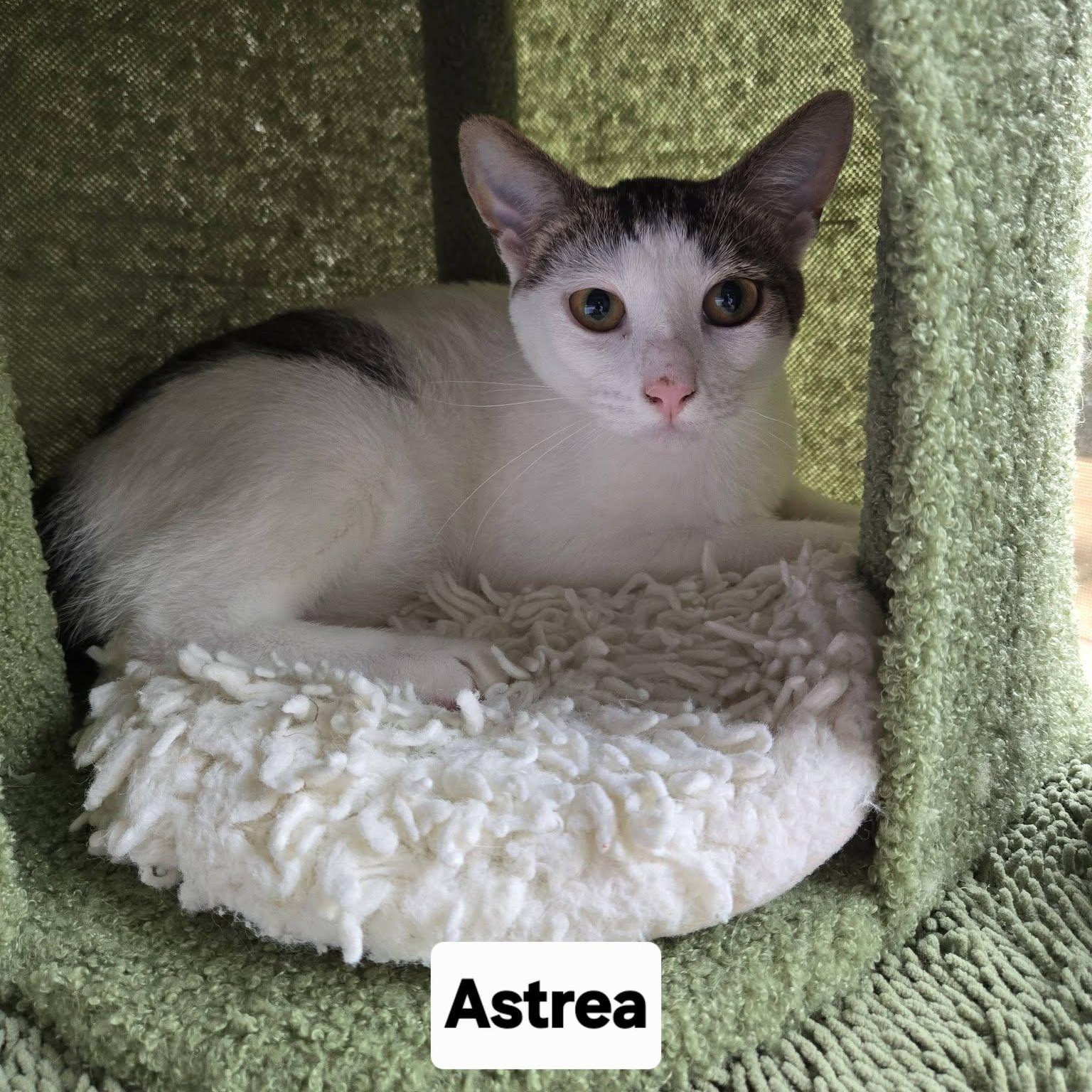 Enlarge Astrea, a ADOPTABLE Domestic Short Hair in Honolulu, HI image 1/2