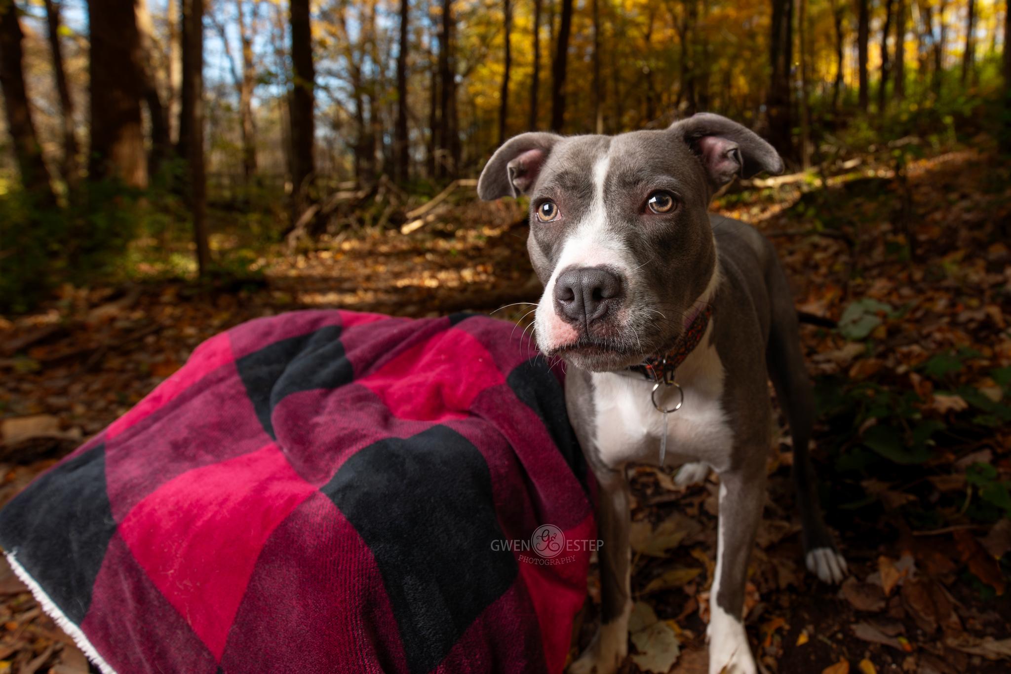 Enlarge Monarch, a Adoptable mixed breed in Dayton, OH image 2/5