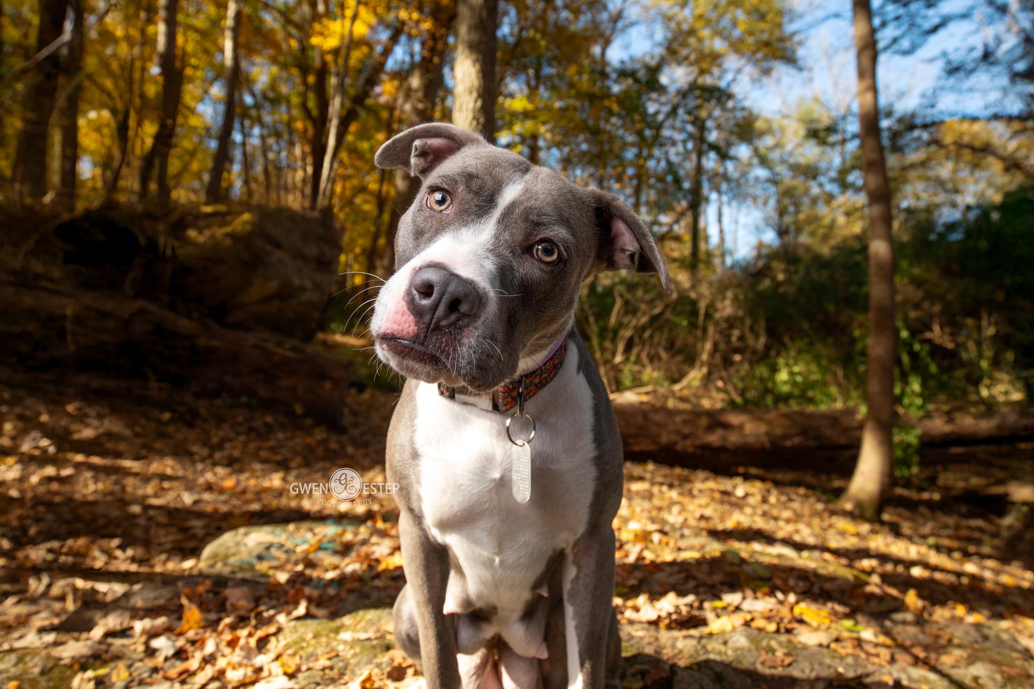 Enlarge Monarch, a Adoptable mixed breed in Dayton, OH image 3/5
