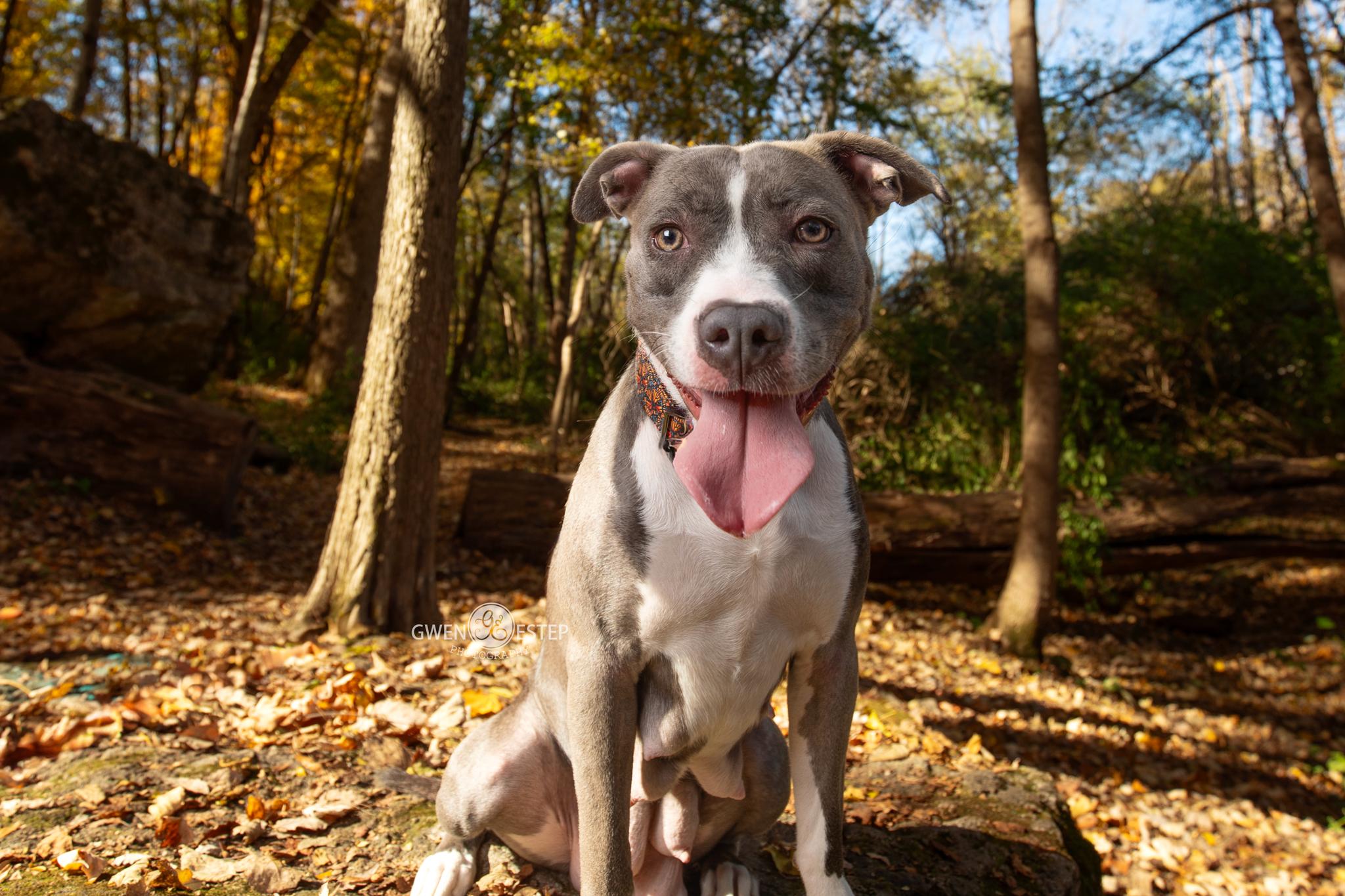 Monarch, Adoptable, Young Female Pit Bull Terrier.