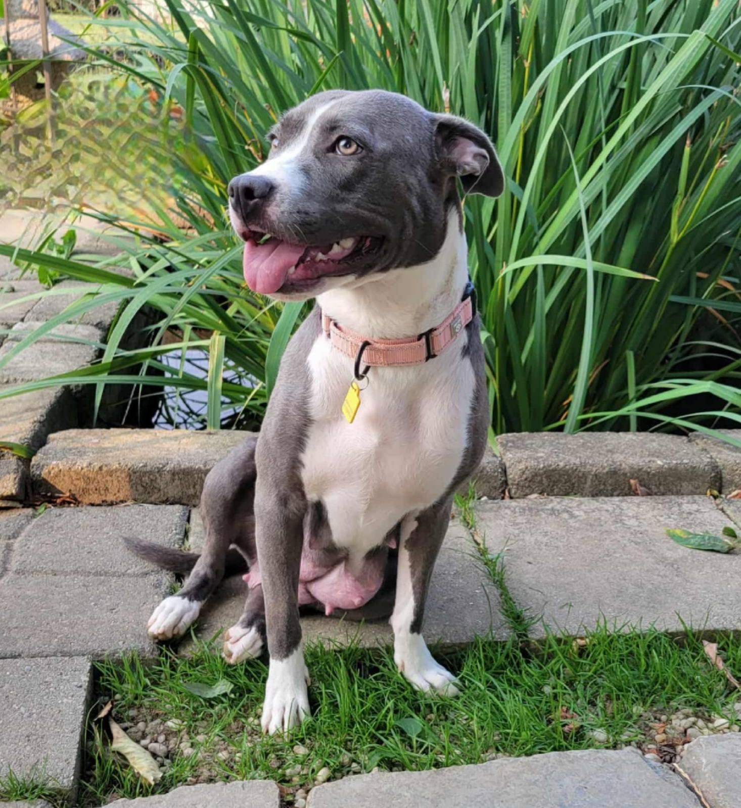 Enlarge Monarch, a Adoptable mixed breed in Dayton, OH image 4/5