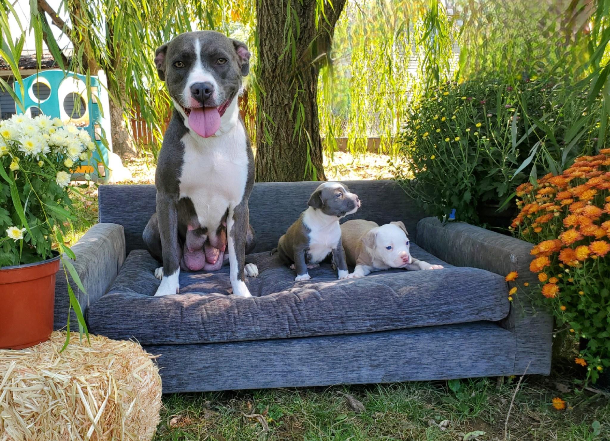 Enlarge Monarch, a Adoptable mixed breed in Dayton, OH image 5/5