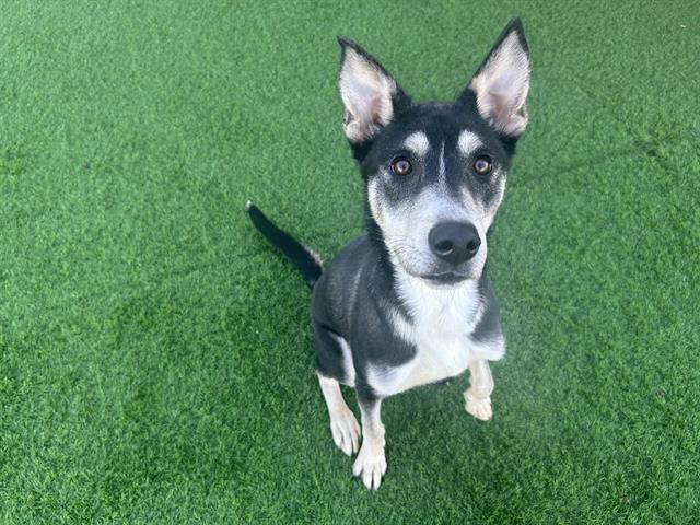BROCK HARRISON, Adoptable, Young Male Siberian Husky & Mixed Breed.