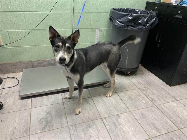 Enlarge BROCK HARRISON, a Adoptable mixed breed in Grand Prairie, TX image 1/1