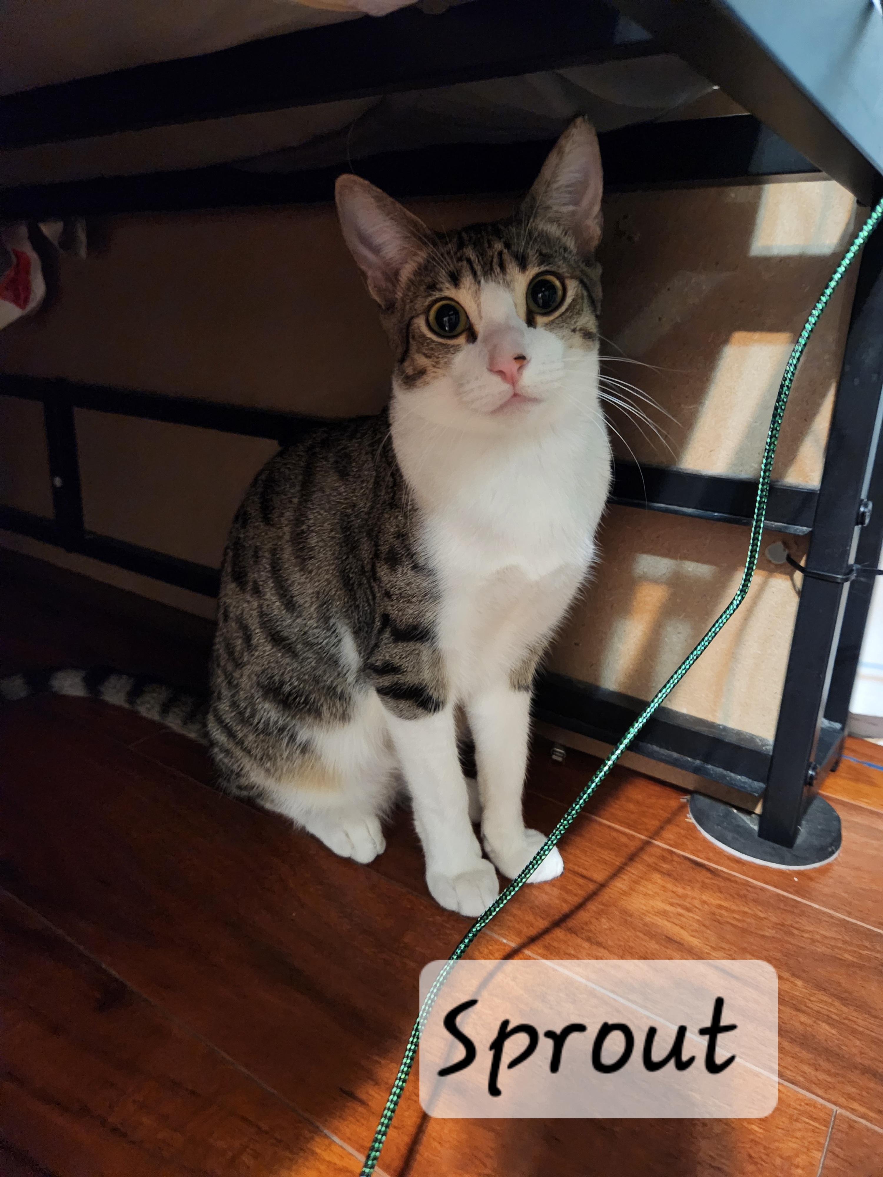 Sprout, ADOPTABLE, Young Female Domestic Short Hair.