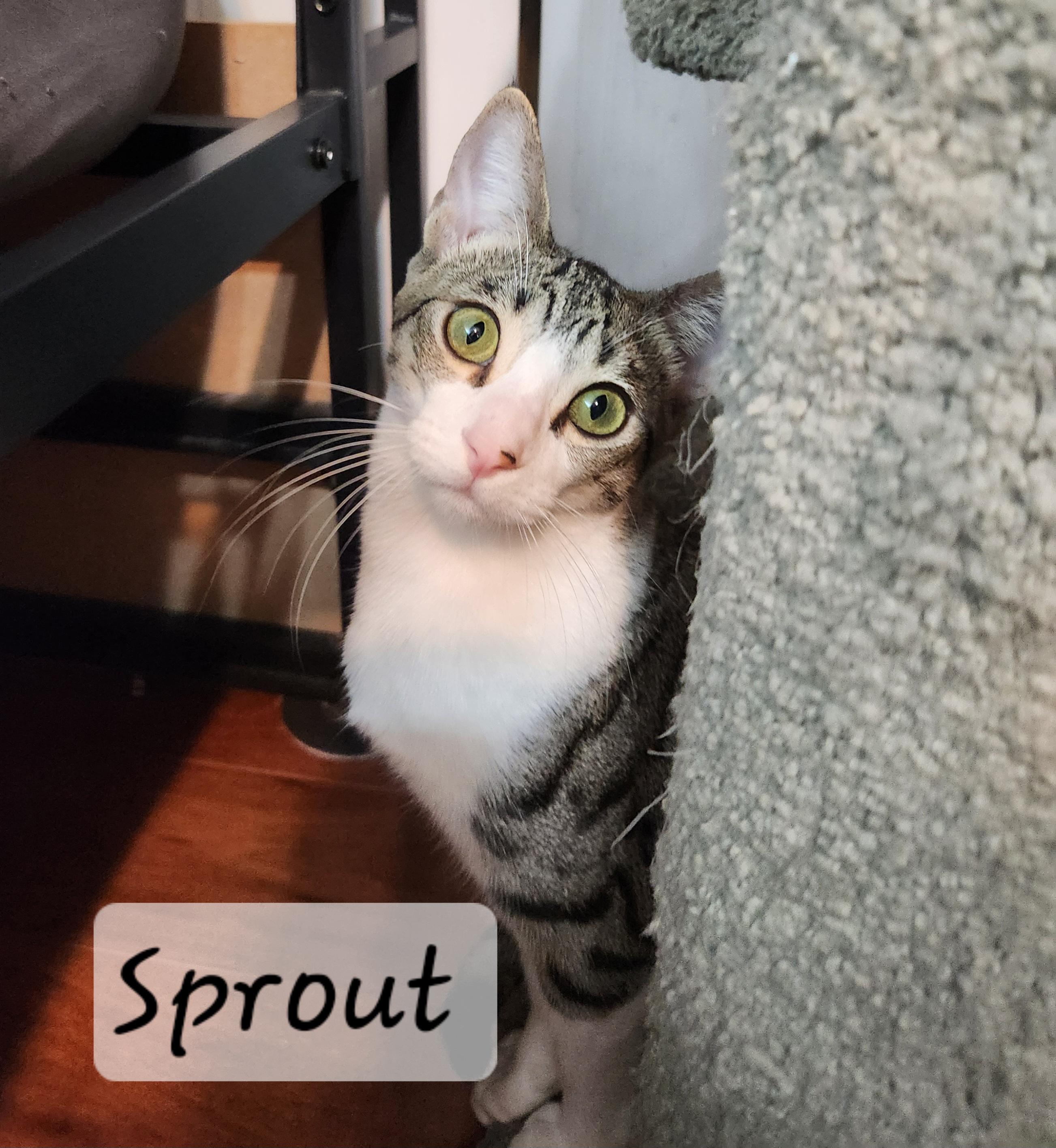 Enlarge Sprout, a ADOPTABLE Domestic Short Hair in Redondo Beach, CA image 3/5