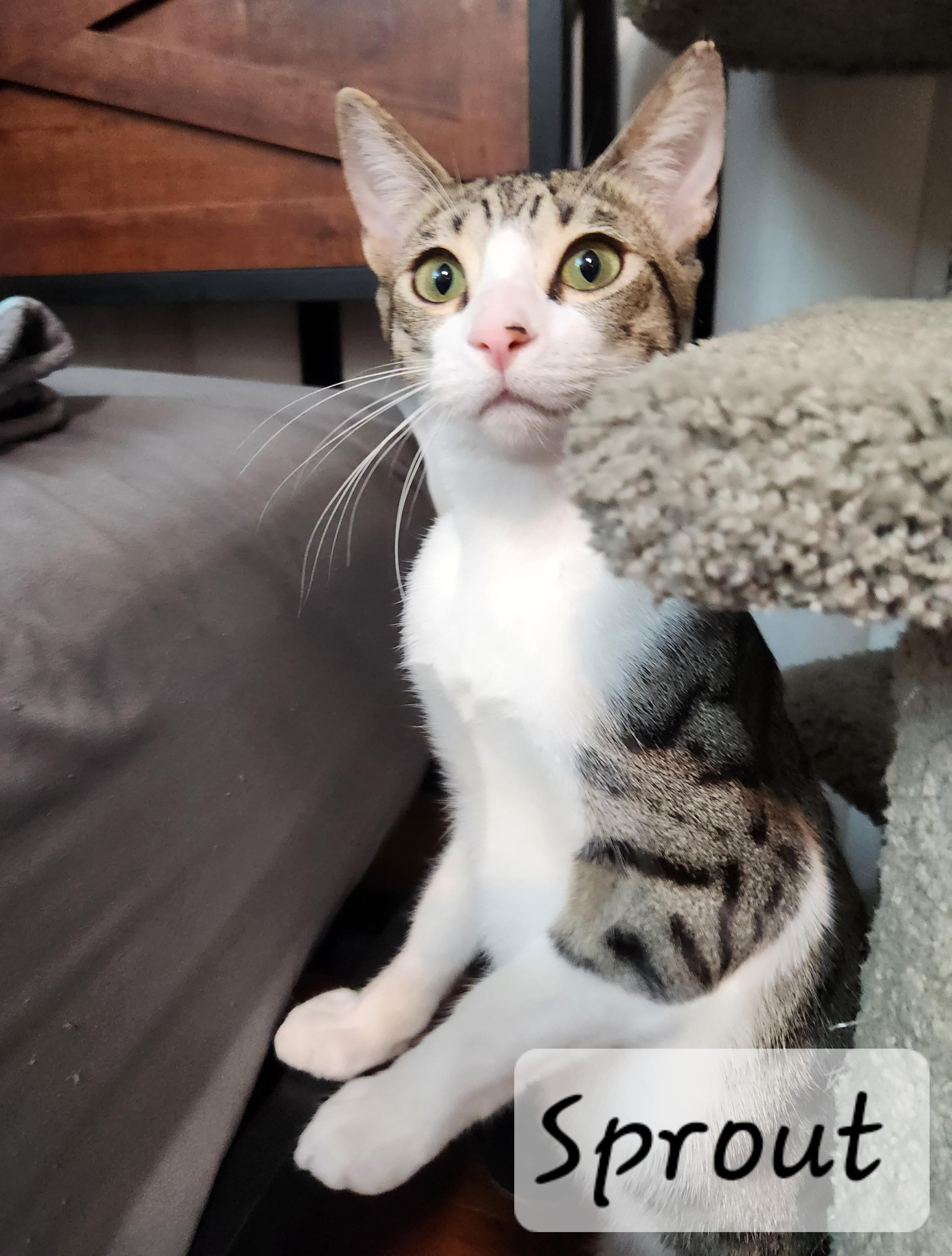 Enlarge Sprout, a ADOPTABLE Domestic Short Hair in Redondo Beach, CA image 4/5