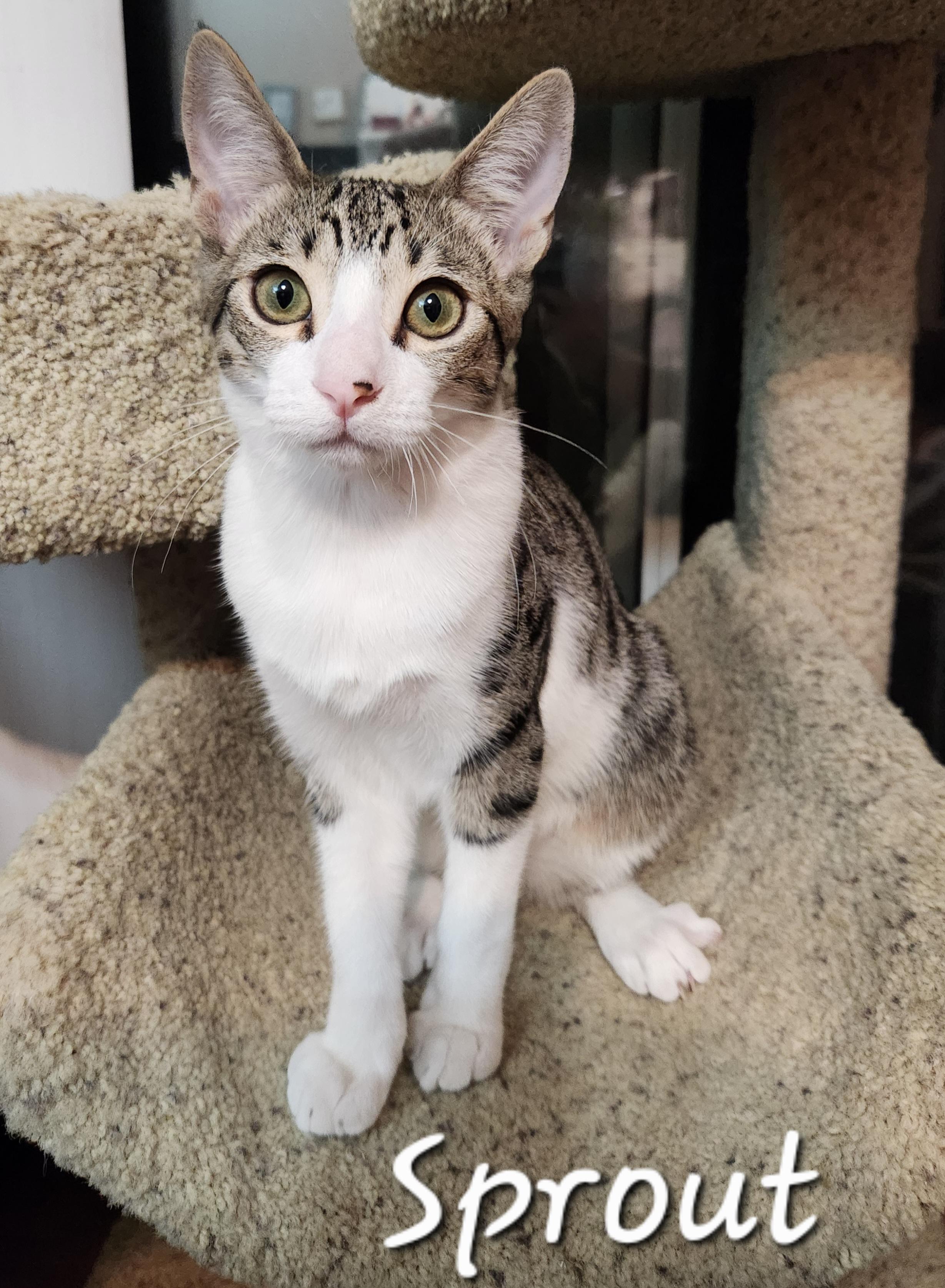 Enlarge Sprout, a ADOPTABLE Domestic Short Hair in Redondo Beach, CA image 5/5