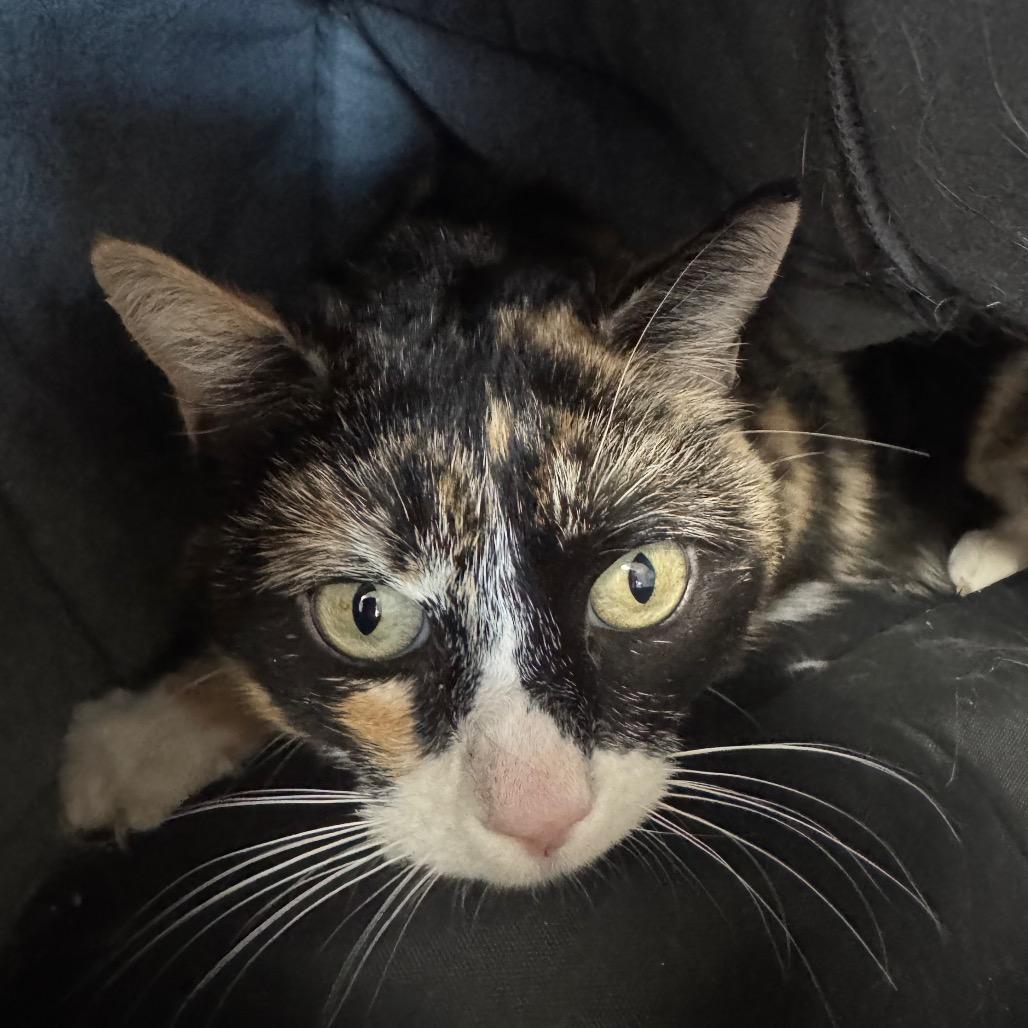 Enlarge Cream Puff, a ADOPTABLE Domestic Short Hair in Fallon, NV image 3/4