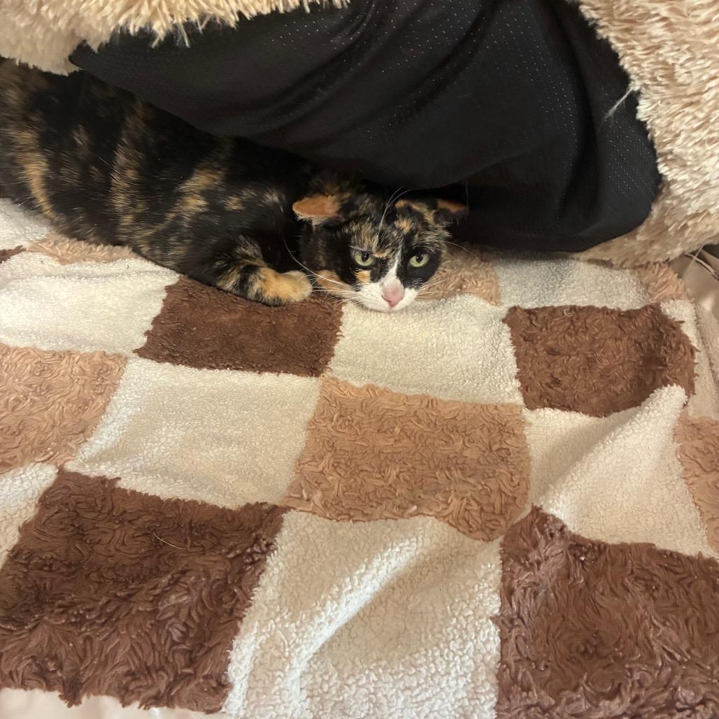 Cream Puff, ADOPTABLE, Adult Female Domestic Short Hair.