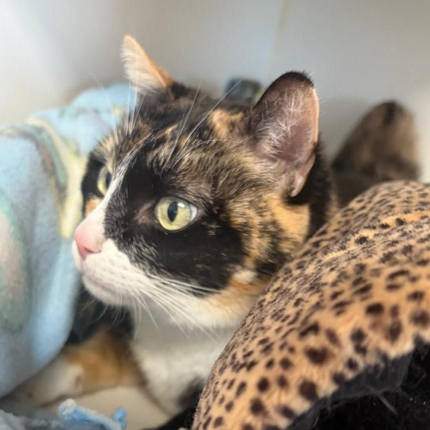 Enlarge Cream Puff, a ADOPTABLE Domestic Short Hair in Fallon, NV image 4/4