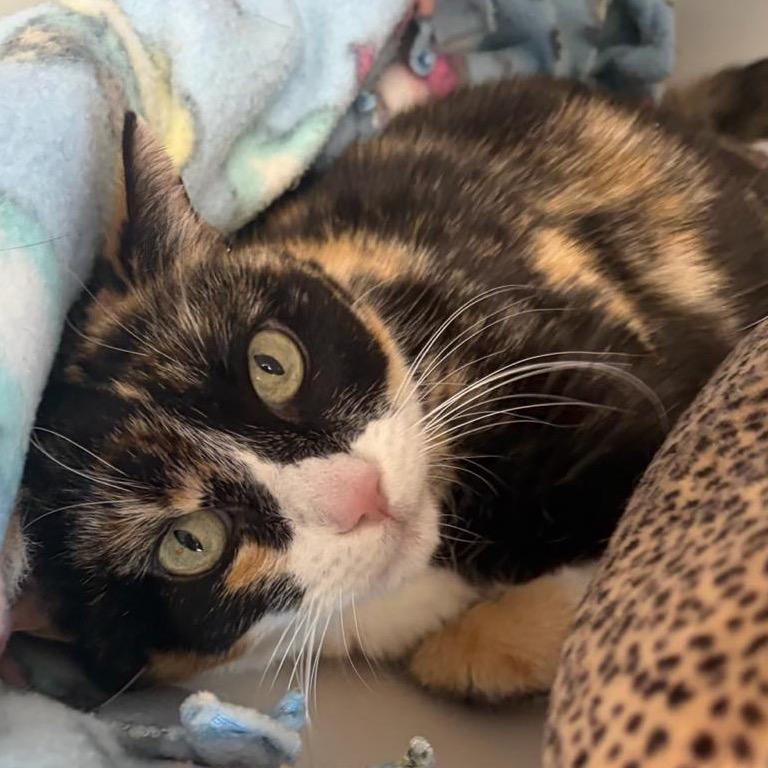 Cream Puff, ADOPTABLE, Adult Female Domestic Short Hair.