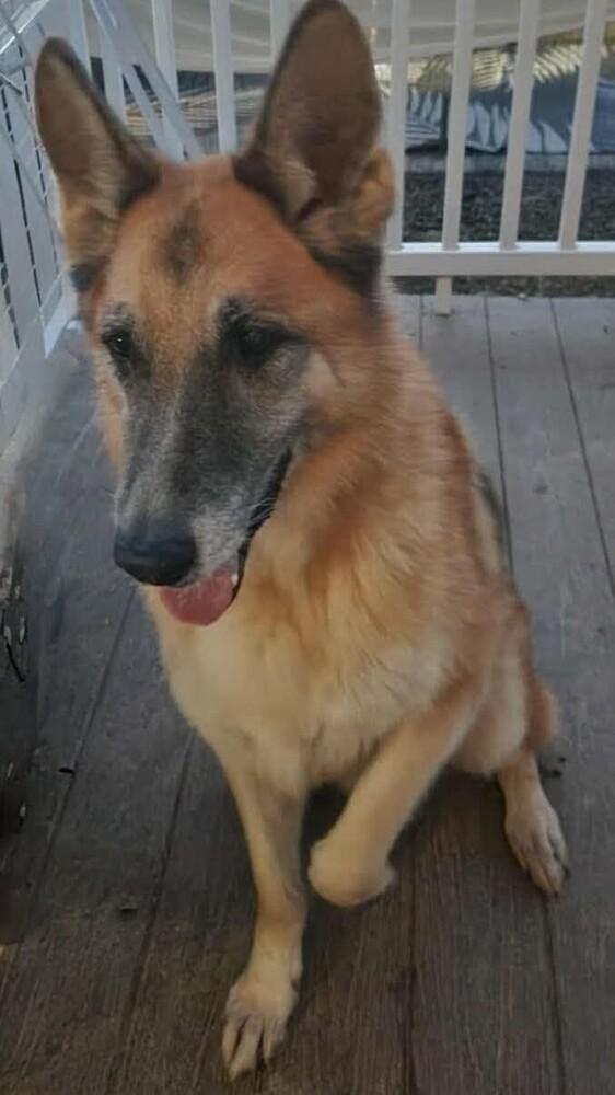 Max, a Adoptable German Shepherd Dog in Statesville, NC image 1/3