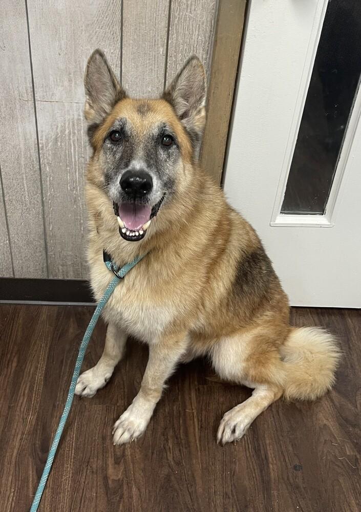 Max, a Adoptable German Shepherd Dog in Statesville, NC image 2/3