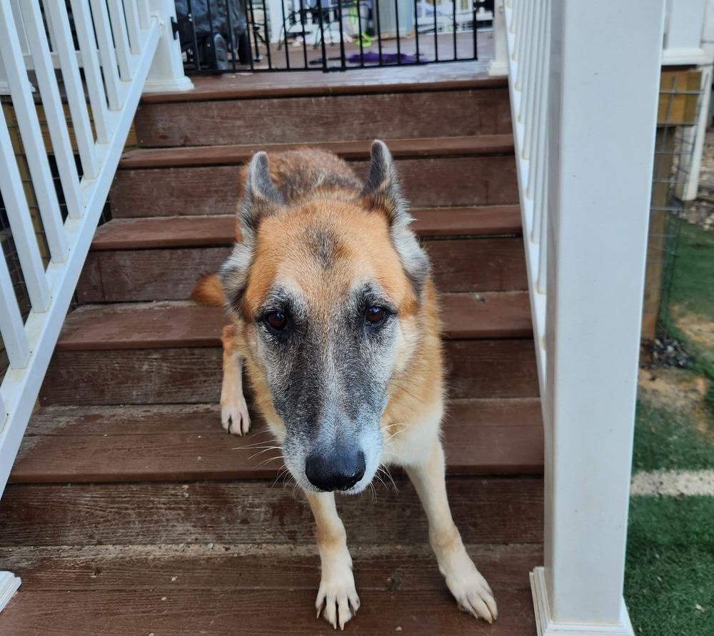 Max, a Adoptable German Shepherd Dog in Statesville, NC image 3/3