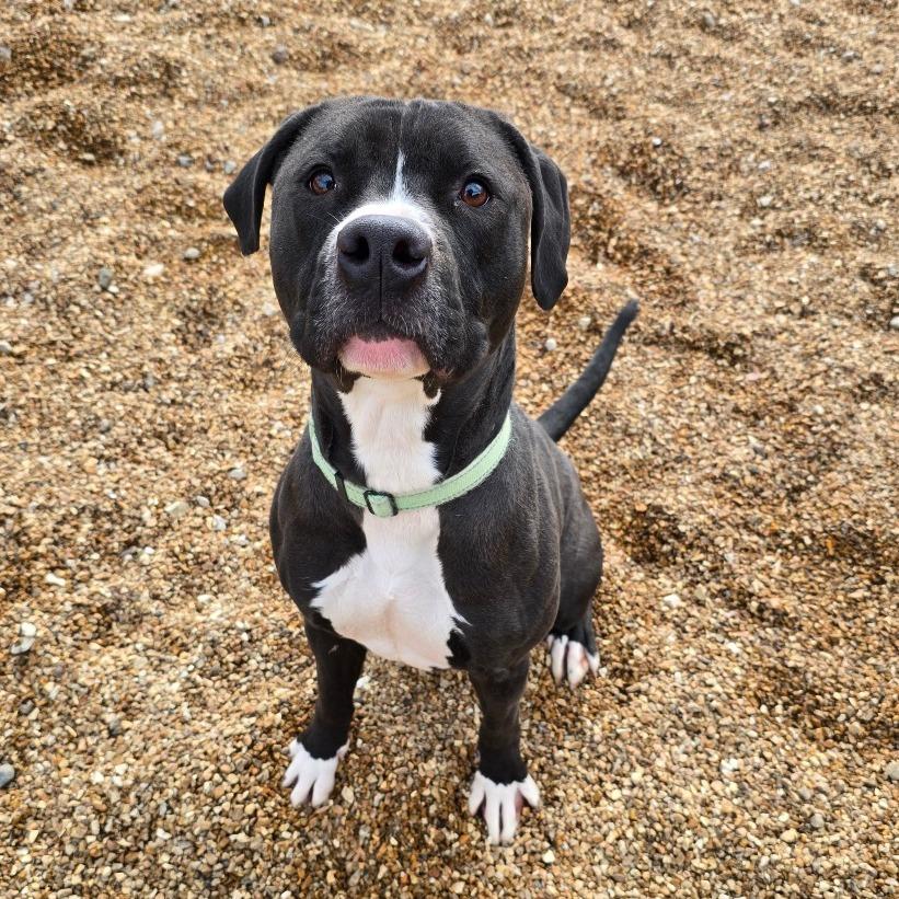 Maliketh KO 1, Adoptable, Adult Male Mixed Breed.