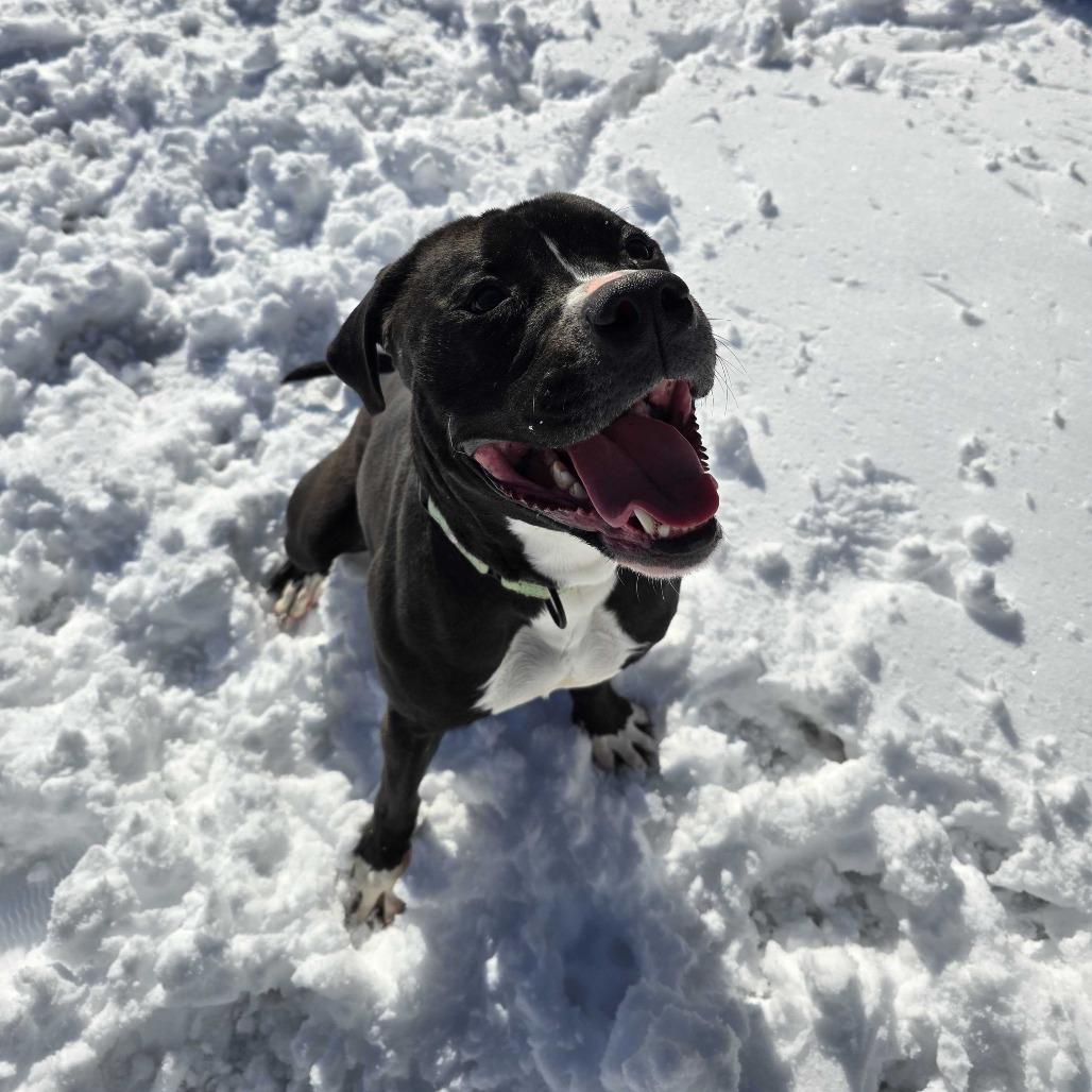 Maliketh KO 1, a Adoptable Mixed Breed in Union, MO image 2/6