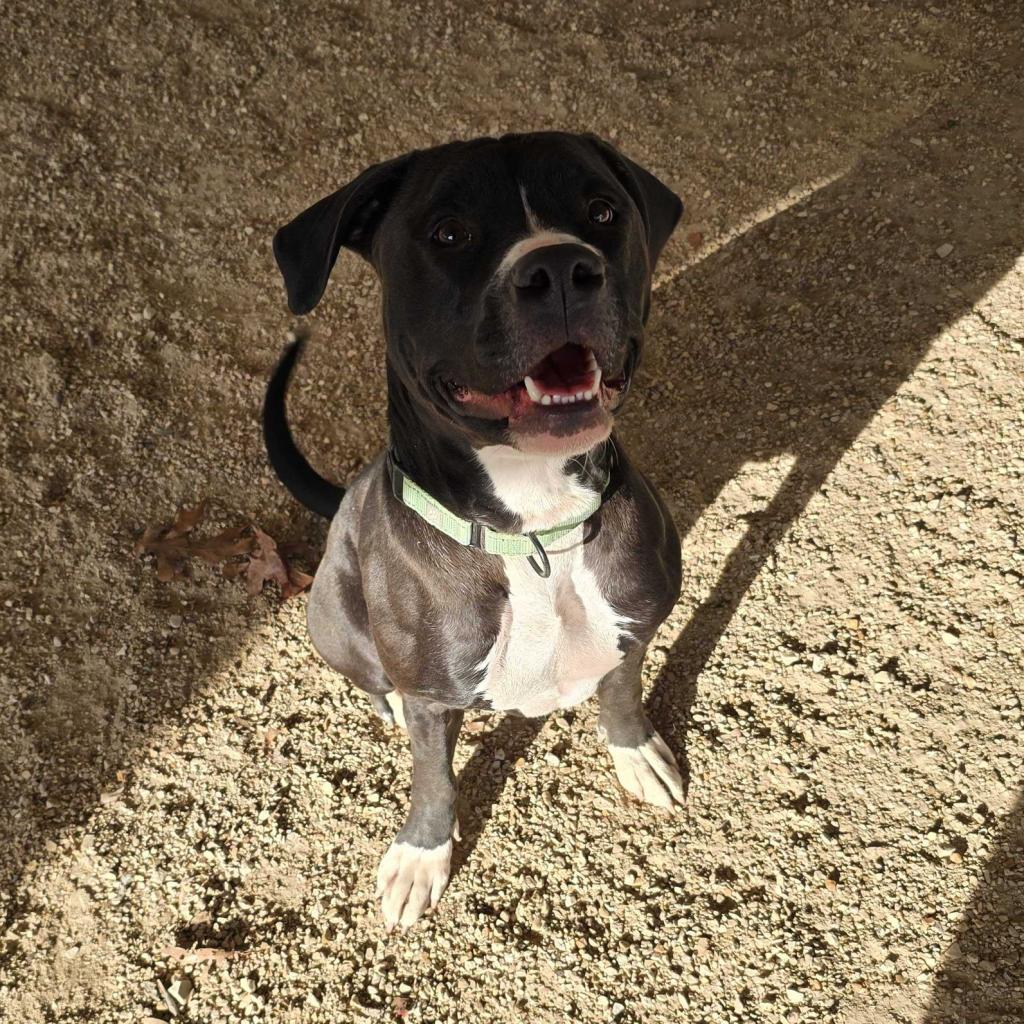Maliketh KO 1, a Adoptable Mixed Breed in Union, MO image 3/6