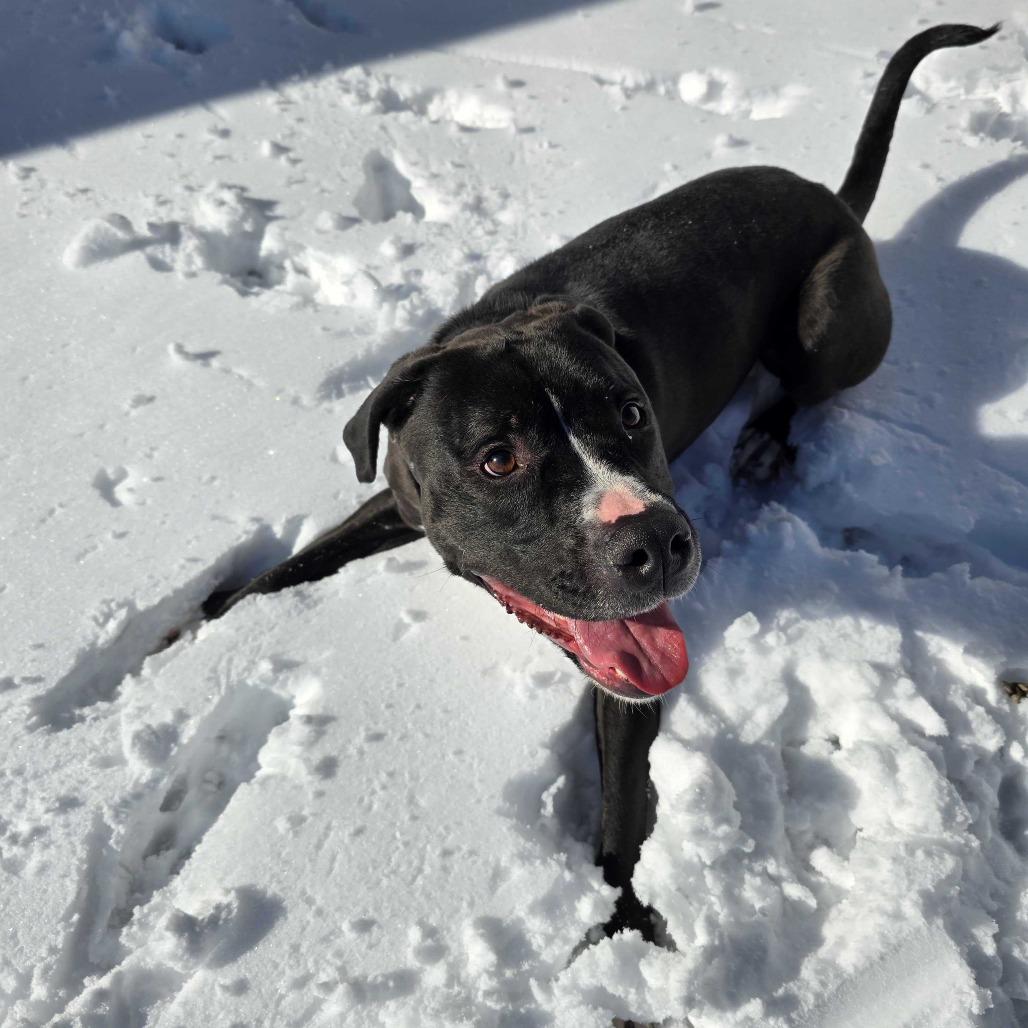 Maliketh KO 1, a Adoptable Mixed Breed in Union, MO image 4/6