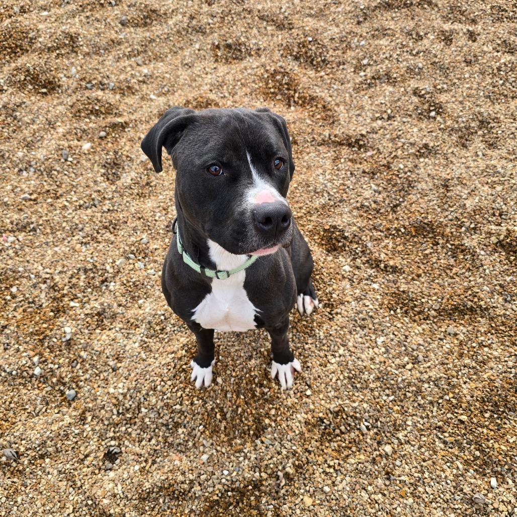 Maliketh KO 1, a Adoptable Mixed Breed in Union, MO image 5/6