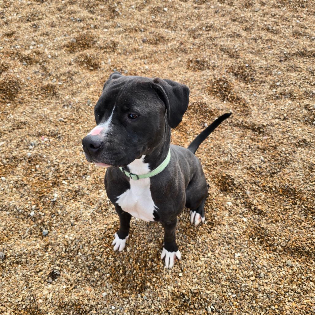 Maliketh KO 1, a Adoptable Mixed Breed in Union, MO image 6/6