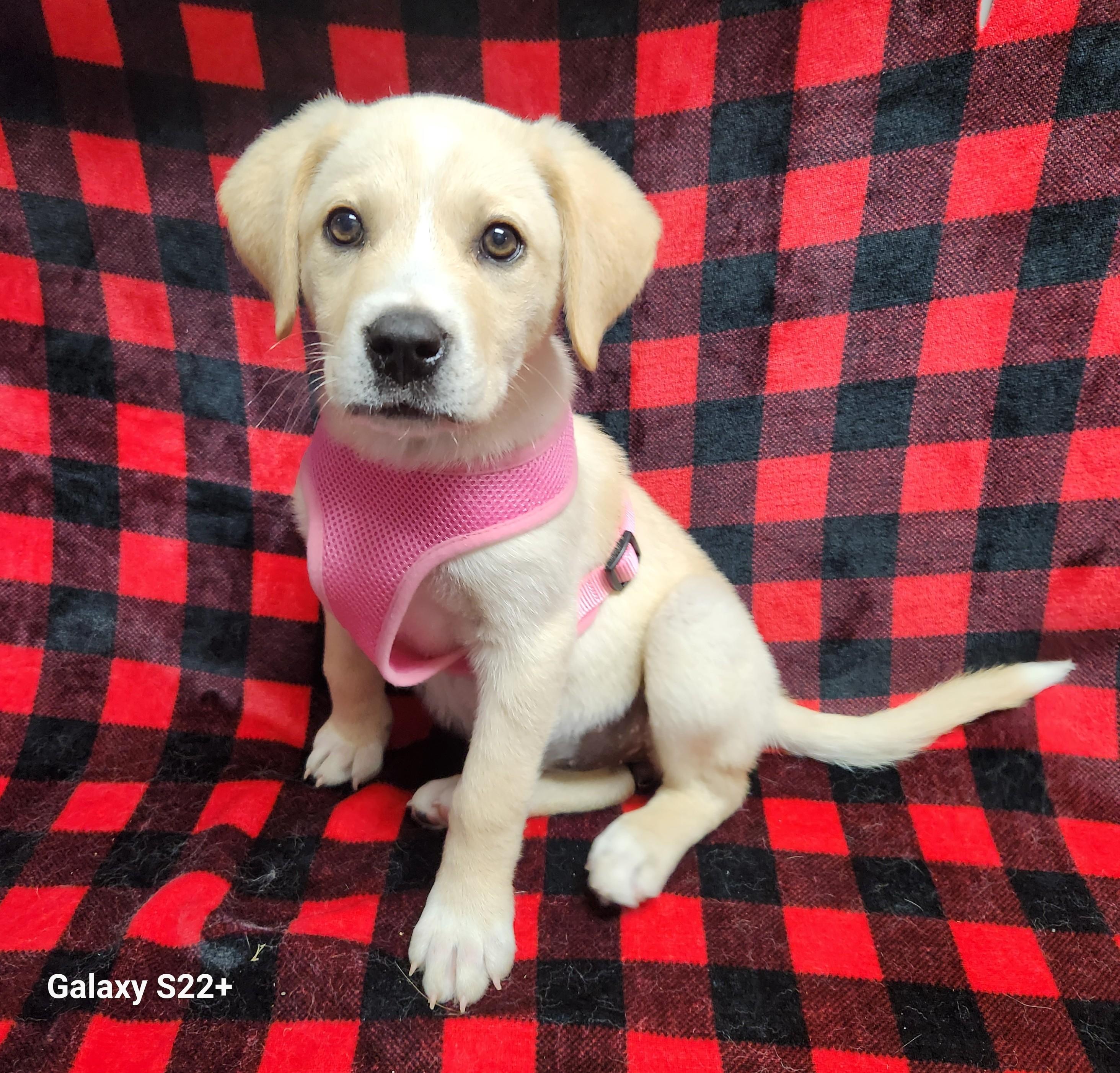 Enlarge Marley, an adopted mixed breed in Siloam Springs, AR image 2/3