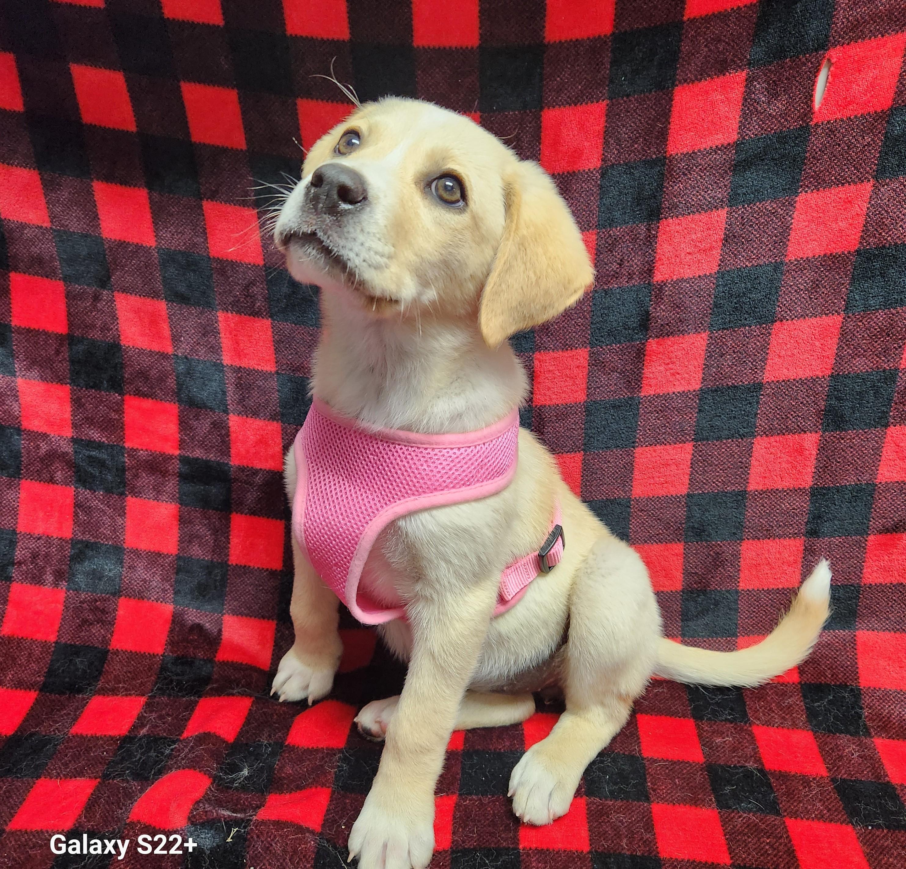 Enlarge Marley, an adopted mixed breed in Siloam Springs, AR image 3/3