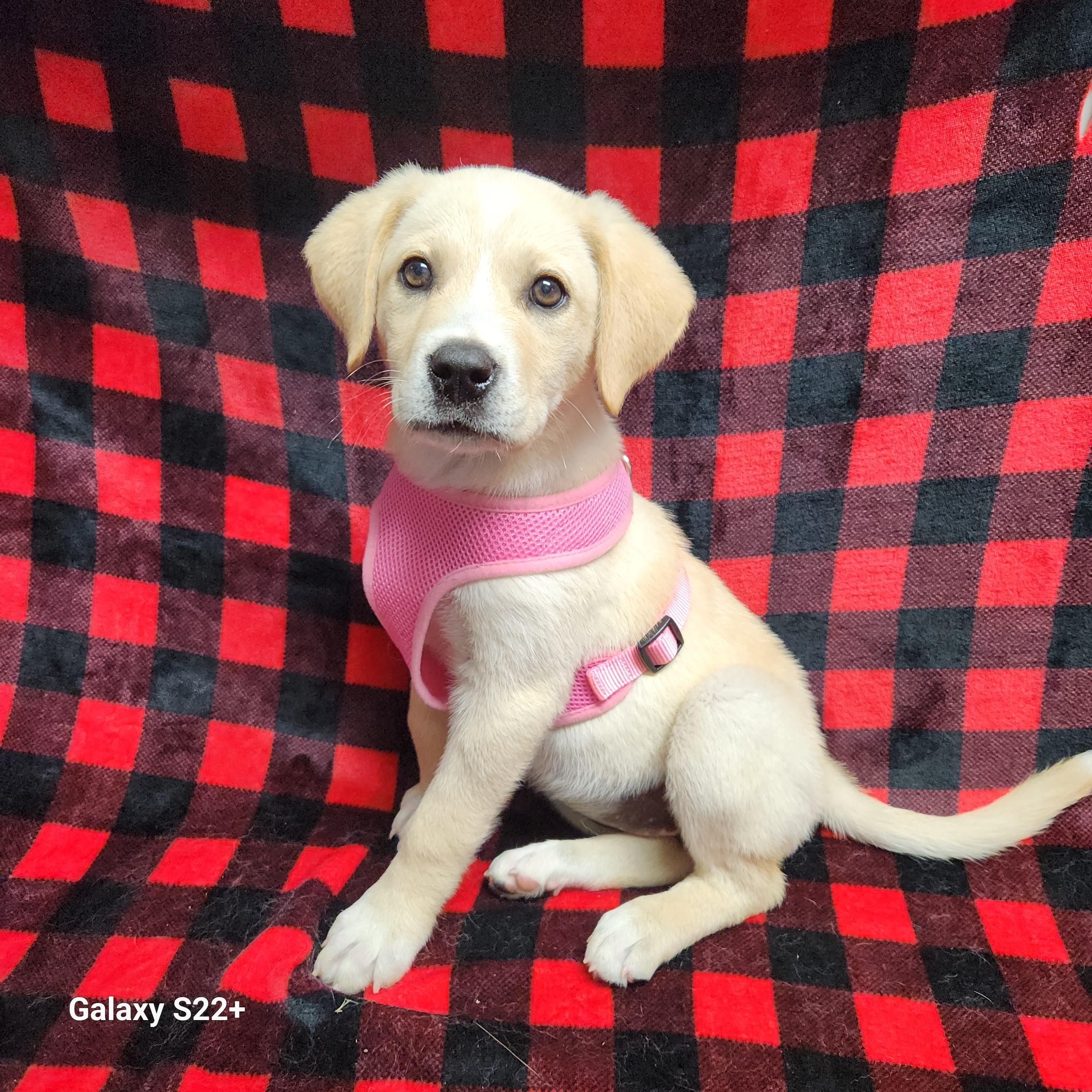 Enlarge Marley, an adopted mixed breed in Siloam Springs, AR image 1/3