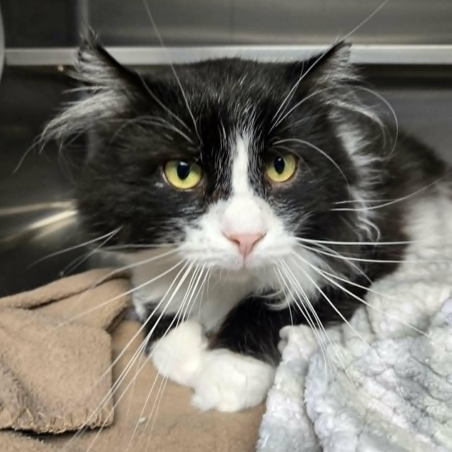 Tony (FIV), a ADOPTABLE Domestic Medium Hair in Watertown, WI image 4/4