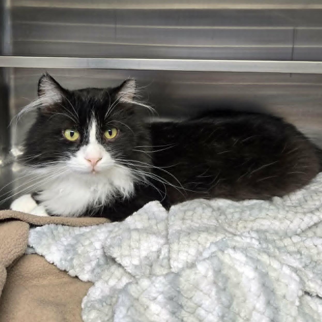 Tony (FIV), a ADOPTABLE Domestic Medium Hair in Watertown, WI image 2/4