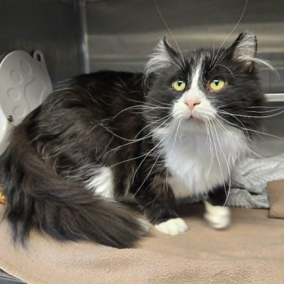 Tony (FIV), ADOPTABLE, Adult Male Domestic Medium Hair.