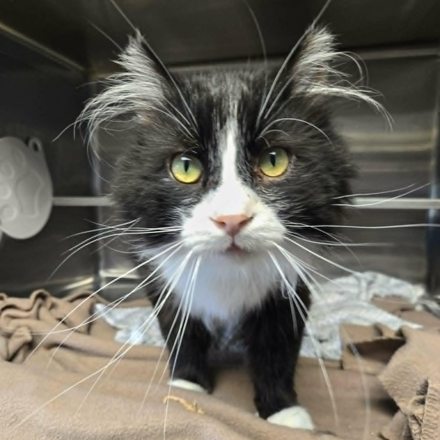 Tony (FIV), a ADOPTABLE Domestic Medium Hair in Watertown, WI image 3/4