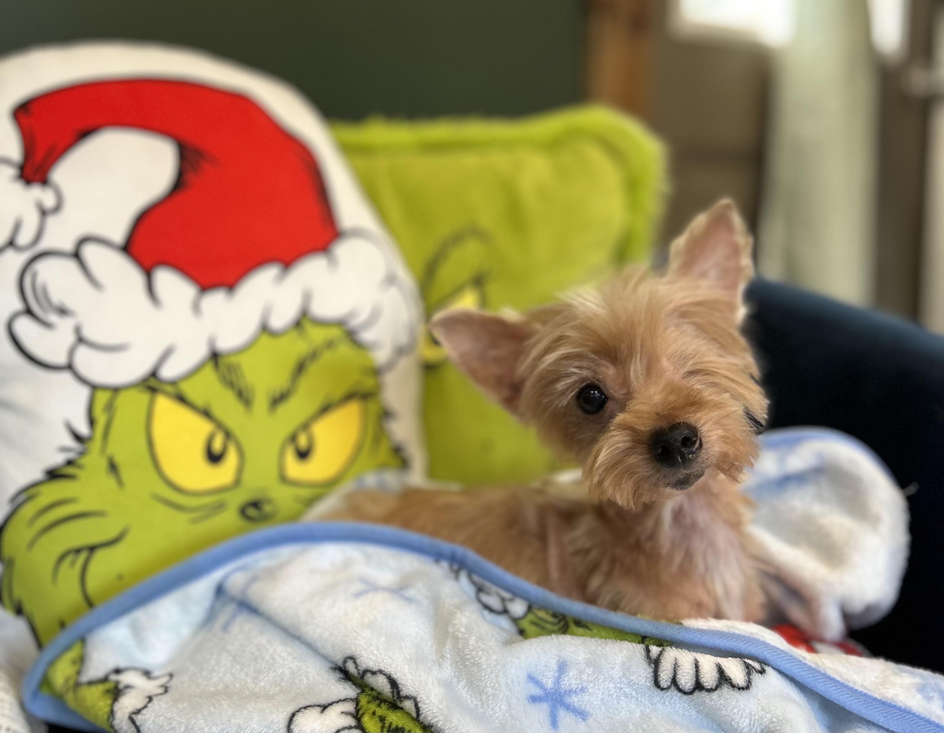 Buttons, Adoptable, Adult Female Yorkshire Terrier & Papillon.