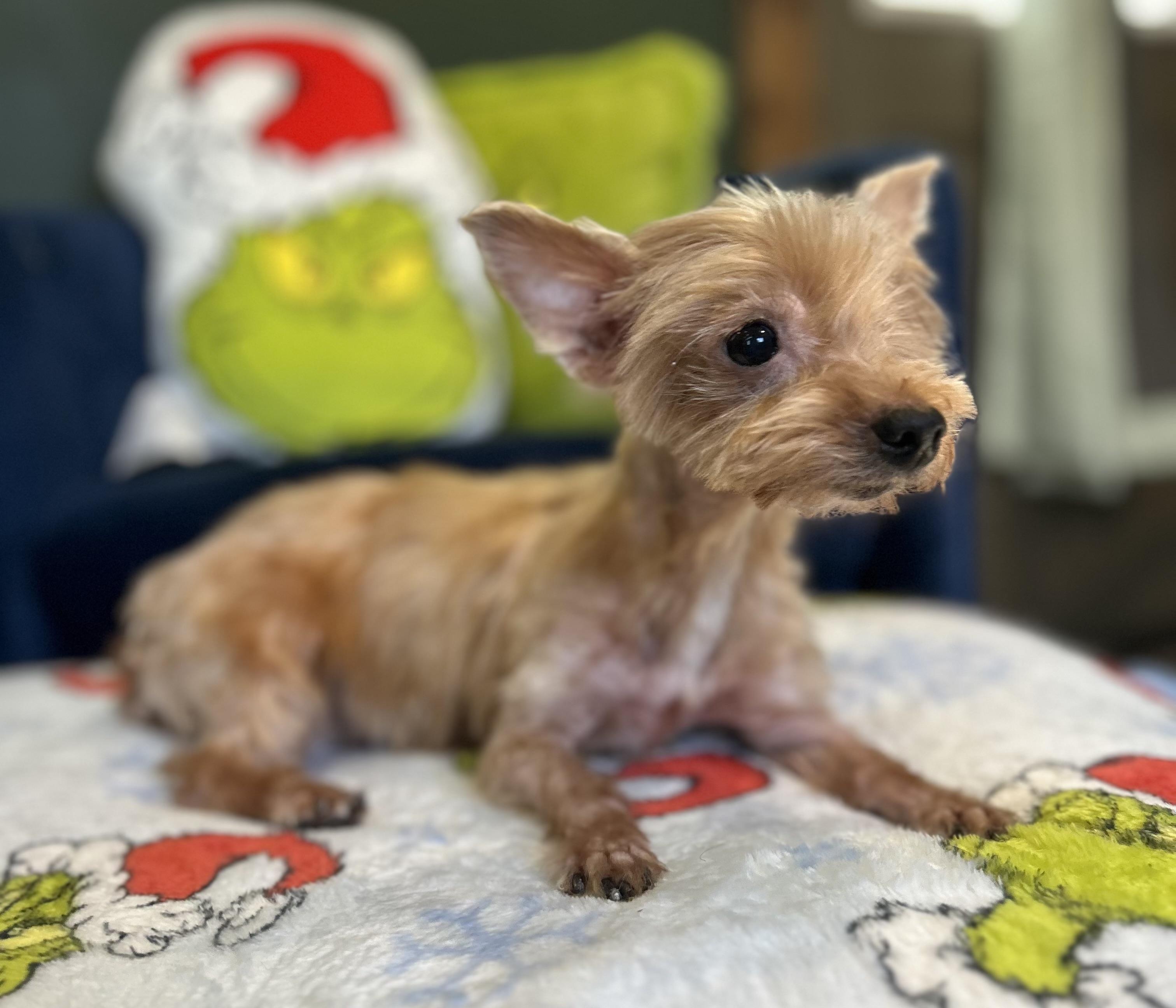 Buttons, a Adoptable mixed breed in Fairhope, AL image 2/3