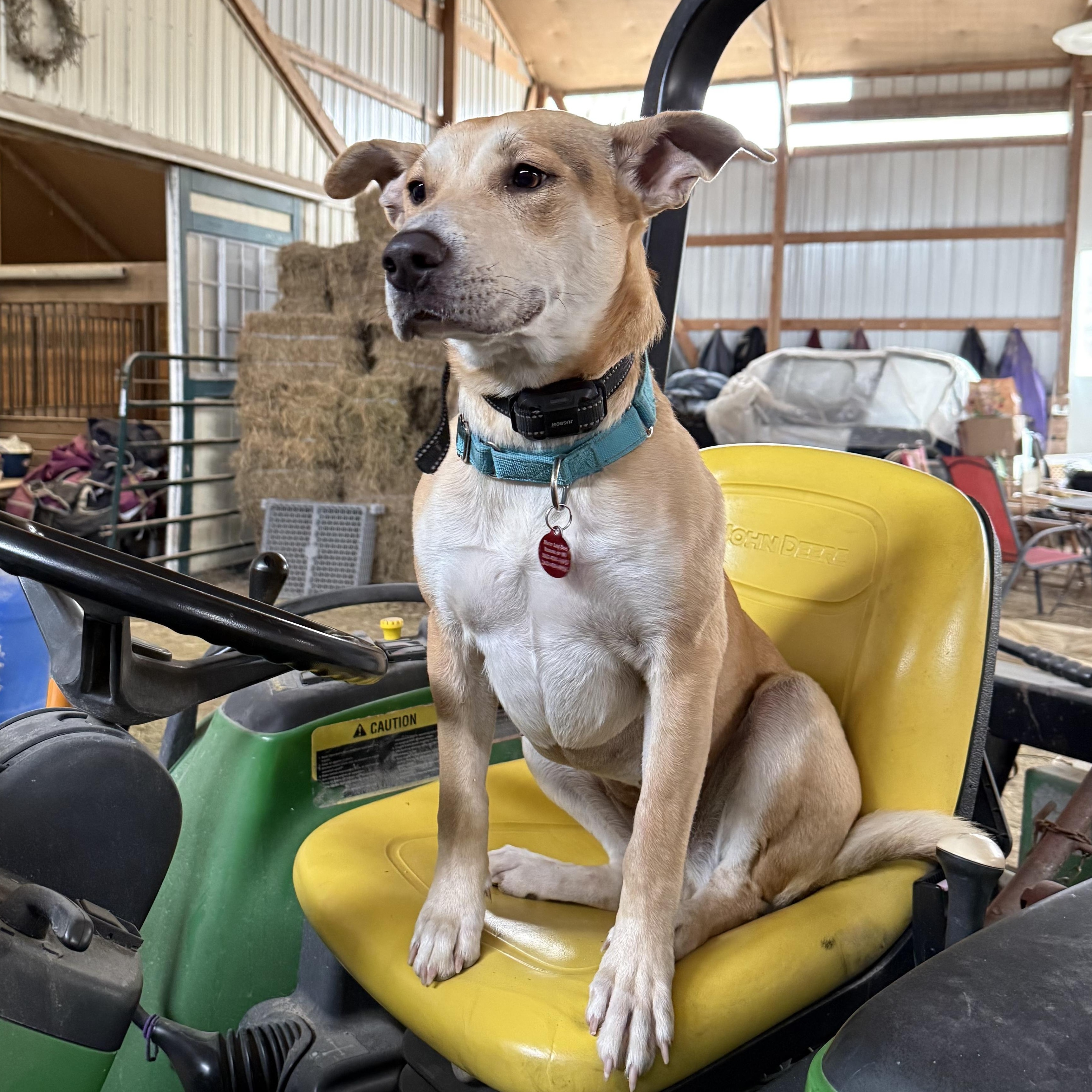 Enlarge April, a ADOPTABLE mixed breed in Cedarburg, WI image 5/5