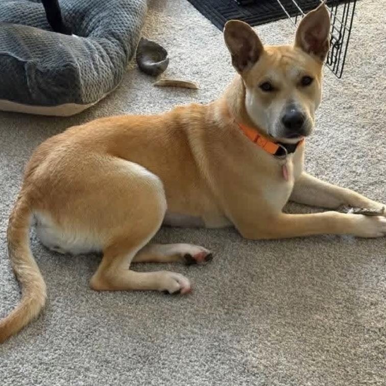 Enlarge April, a ADOPTABLE mixed breed in Cedarburg, WI image 5/5