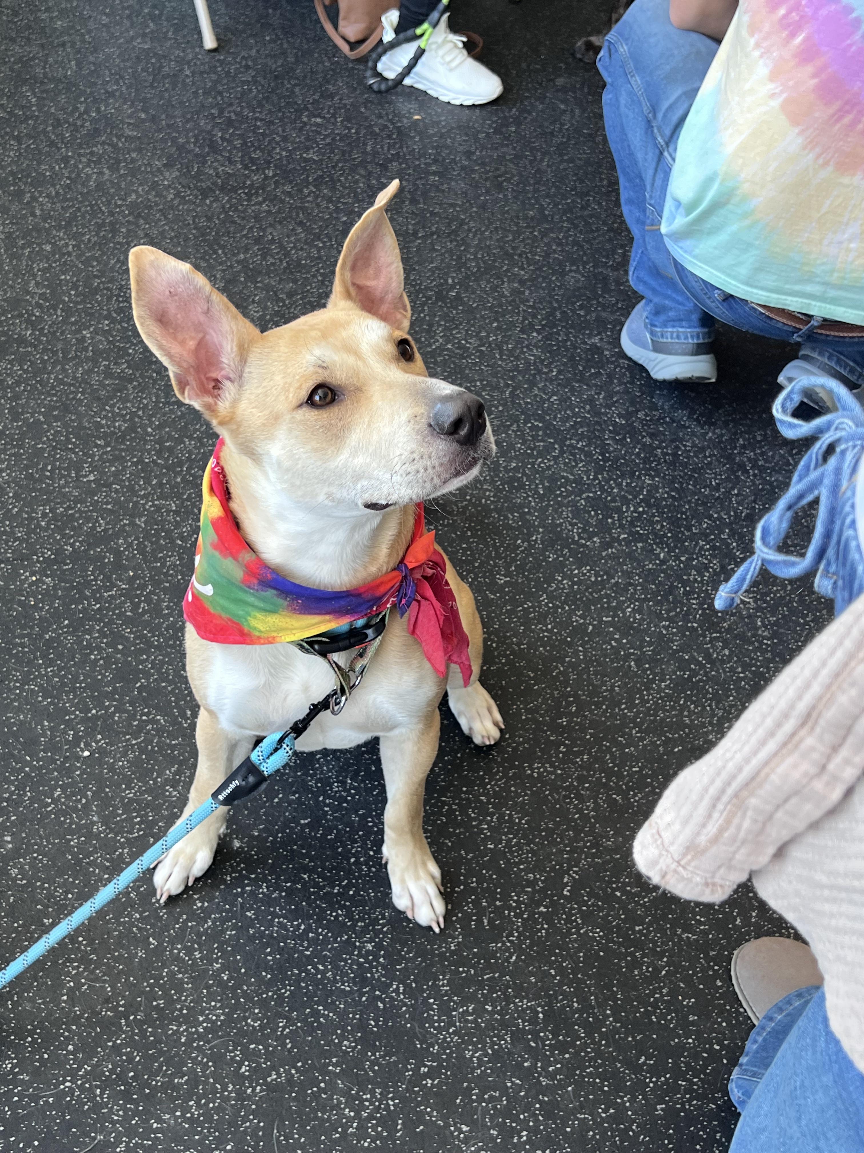 April, ADOPTABLE, Adult Female Carolina Dog & Pit Bull Terrier.