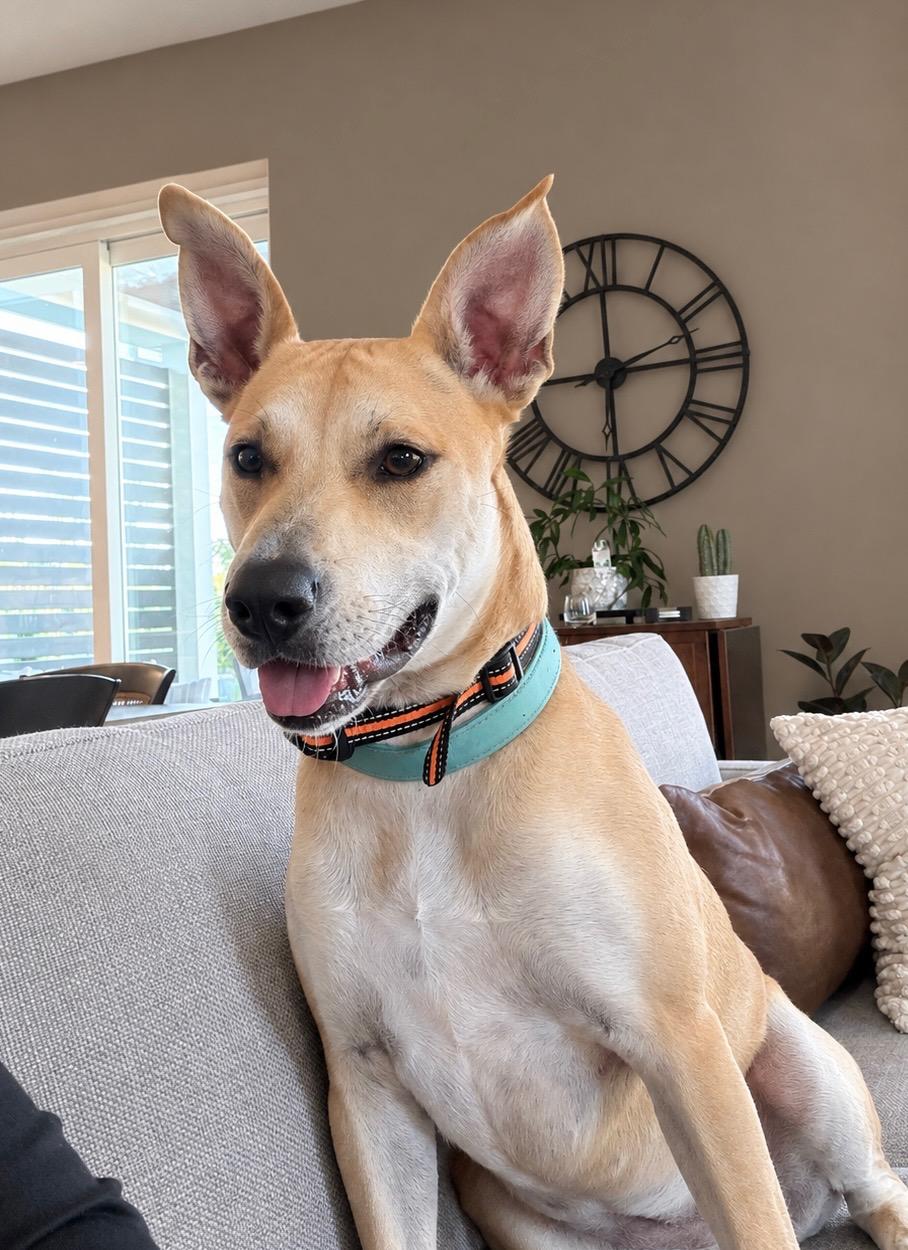 Enlarge April, a Adoptable mixed breed in Cedarburg, WI image 2/6