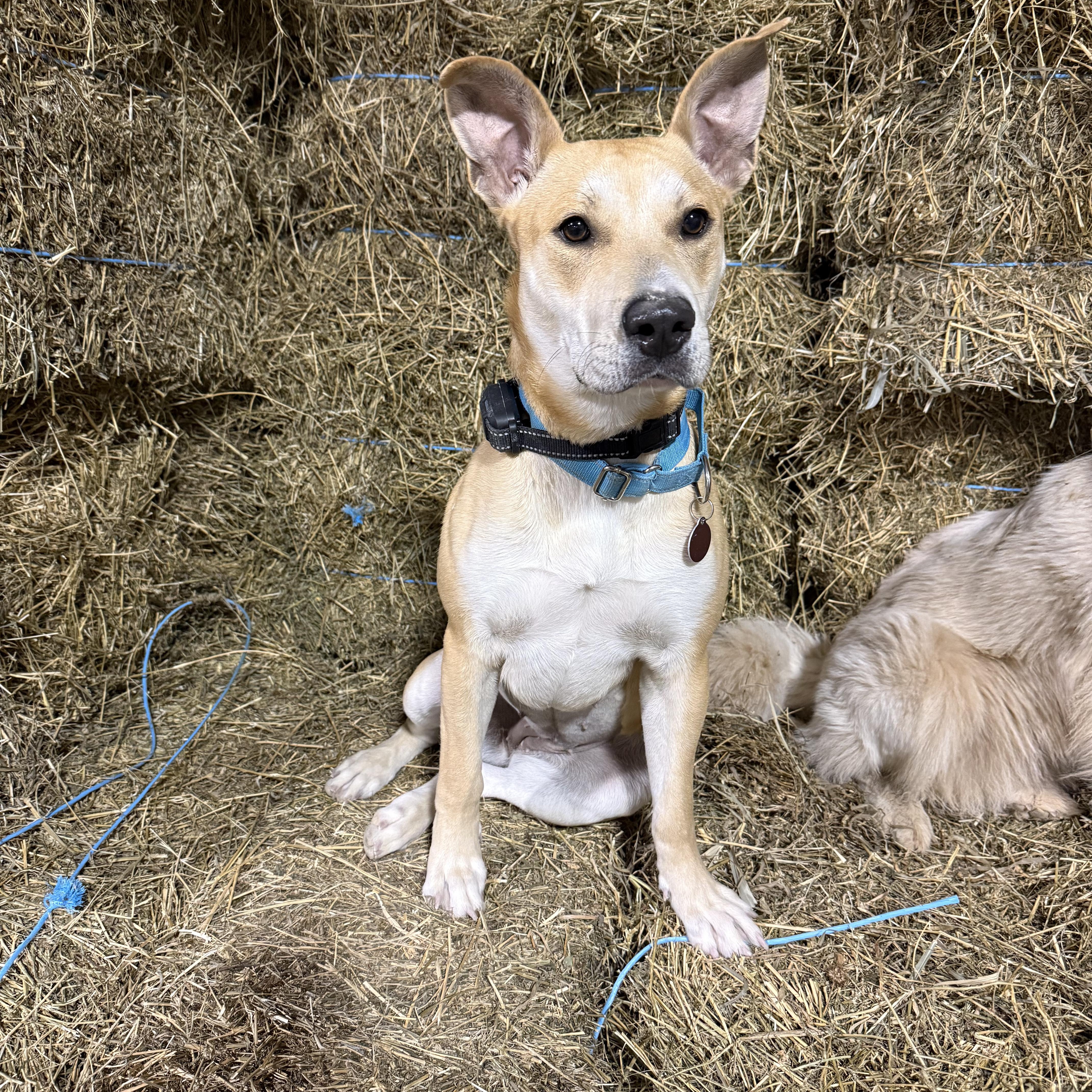 Enlarge April, a ADOPTABLE mixed breed in Cedarburg, WI image 2/5