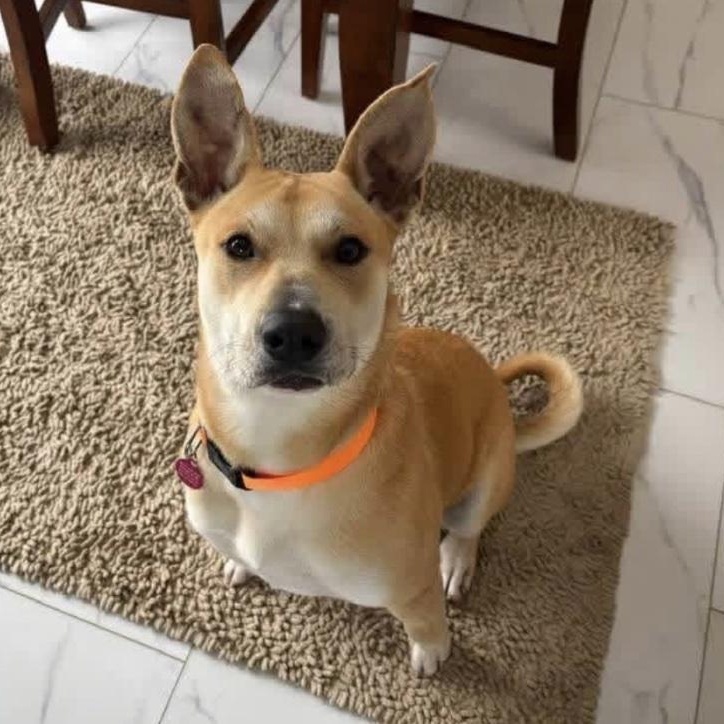 Enlarge April, a ADOPTABLE mixed breed in Cedarburg, WI image 4/5