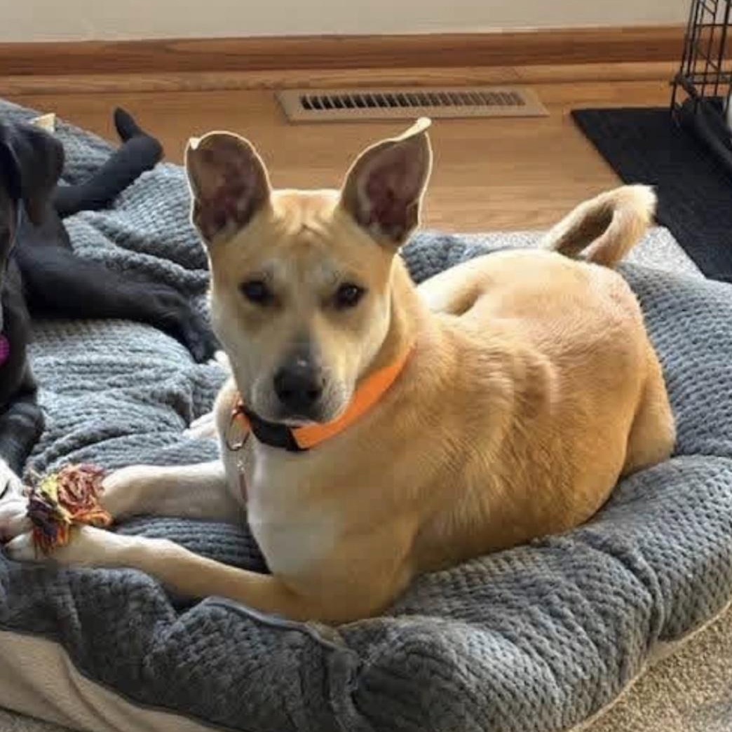 Enlarge April, a ADOPTABLE mixed breed in Cedarburg, WI image 3/5