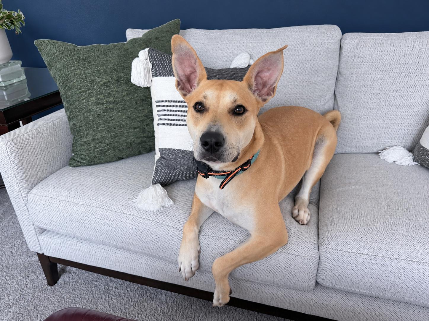 Enlarge April, a Adoptable mixed breed in Cedarburg, WI image 5/6