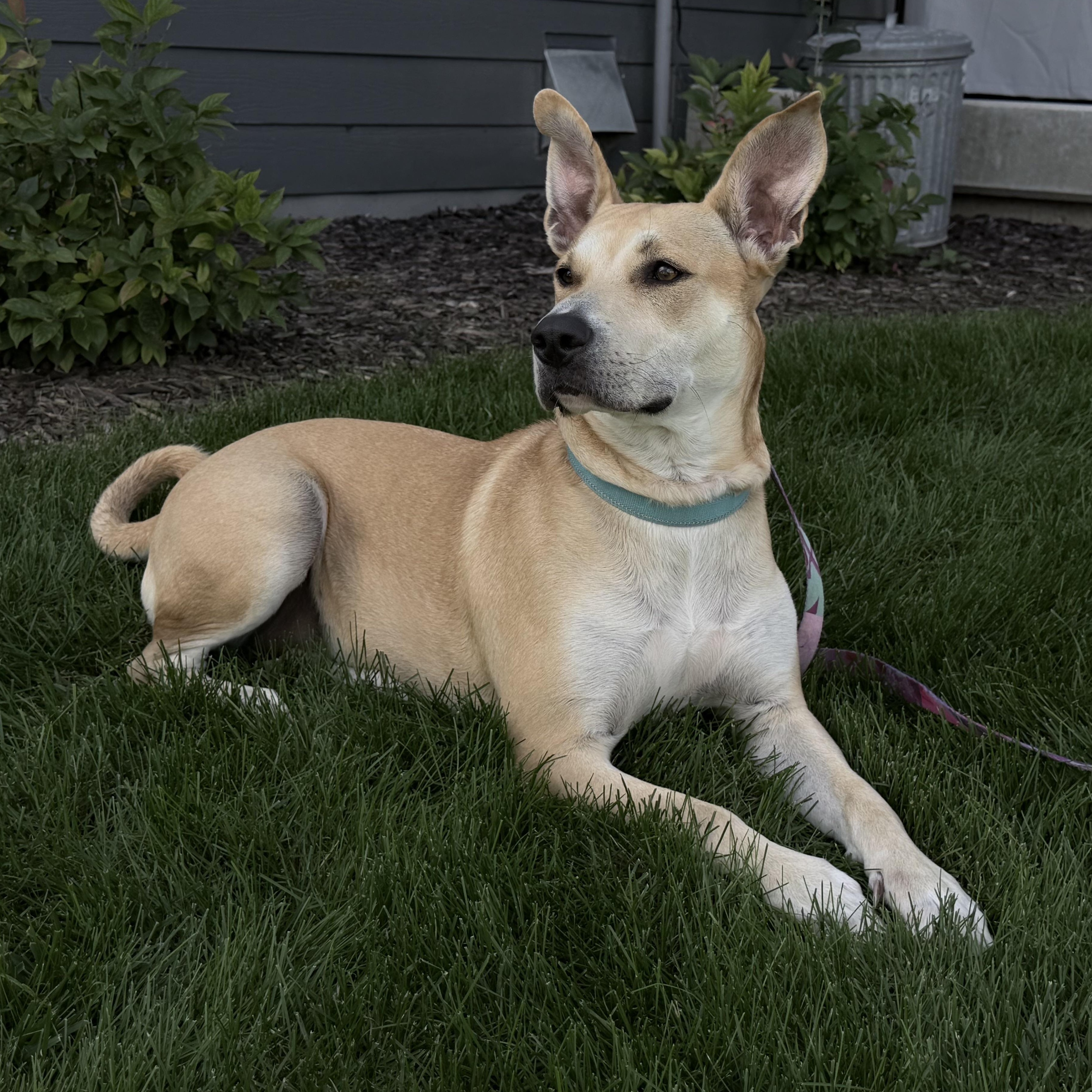 Enlarge April, a Adoptable mixed breed in Cedarburg, WI image 4/6