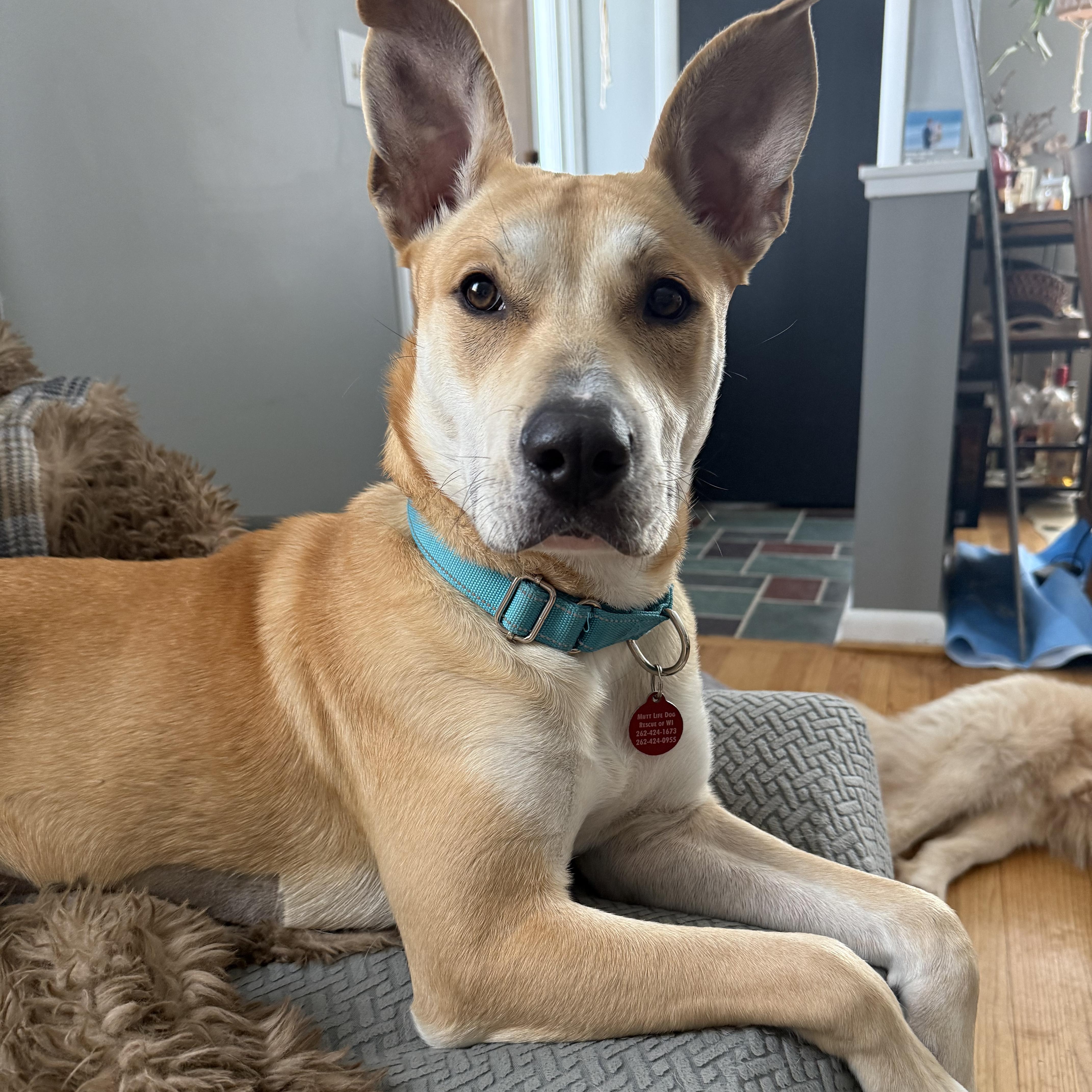 Enlarge April, a ADOPTABLE mixed breed in Cedarburg, WI image 4/5