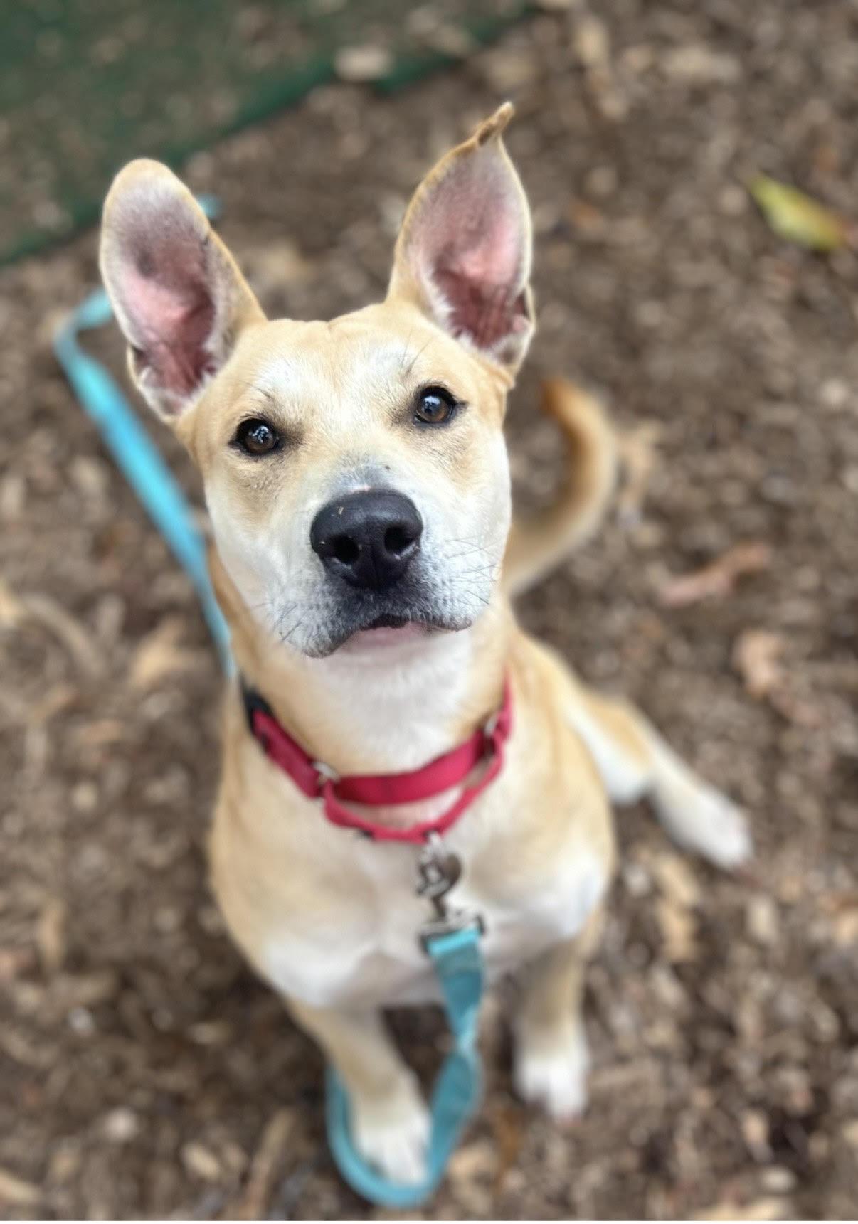 Enlarge April, a ADOPTABLE mixed breed in Cedarburg, WI image 1/1