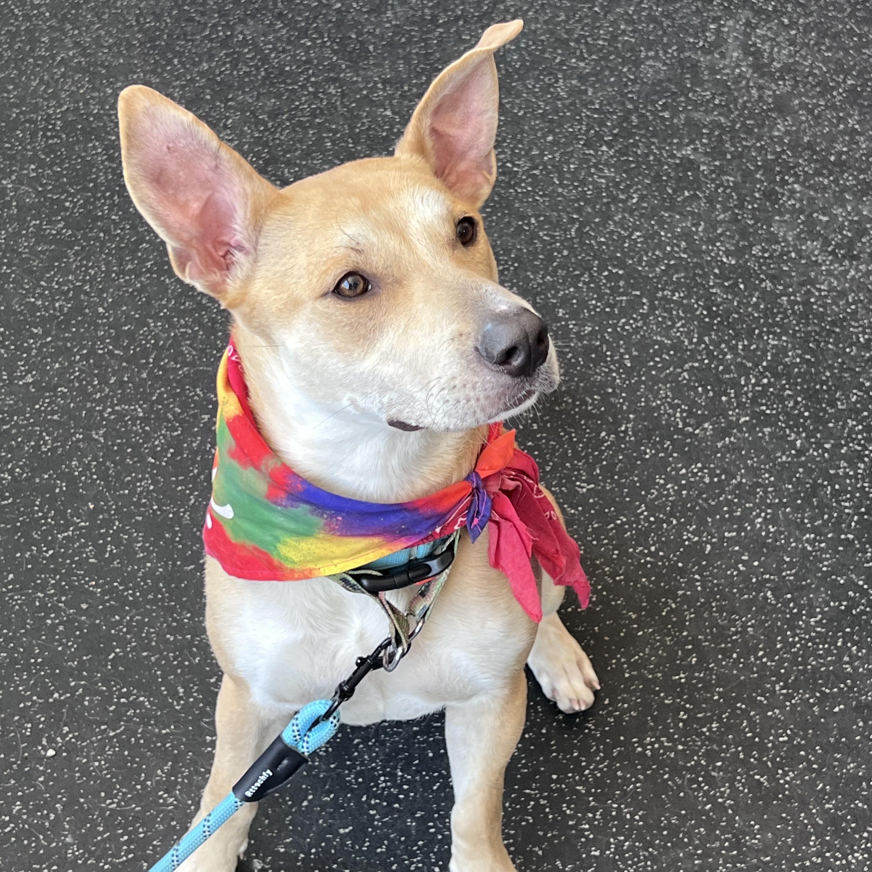 April, ADOPTABLE, Adult Female Labrador Retriever & Carolina Dog.