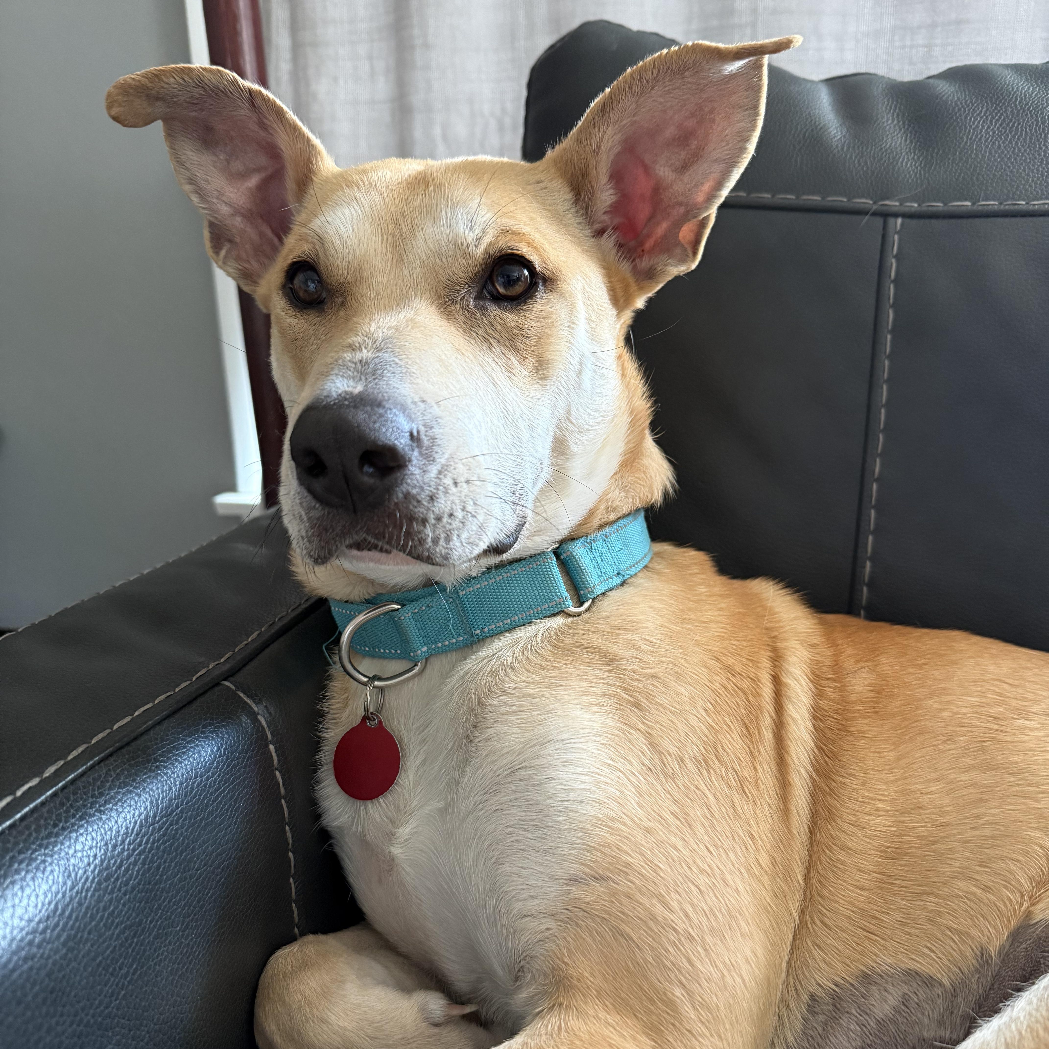 Enlarge April, a ADOPTABLE mixed breed in Cedarburg, WI image 3/5