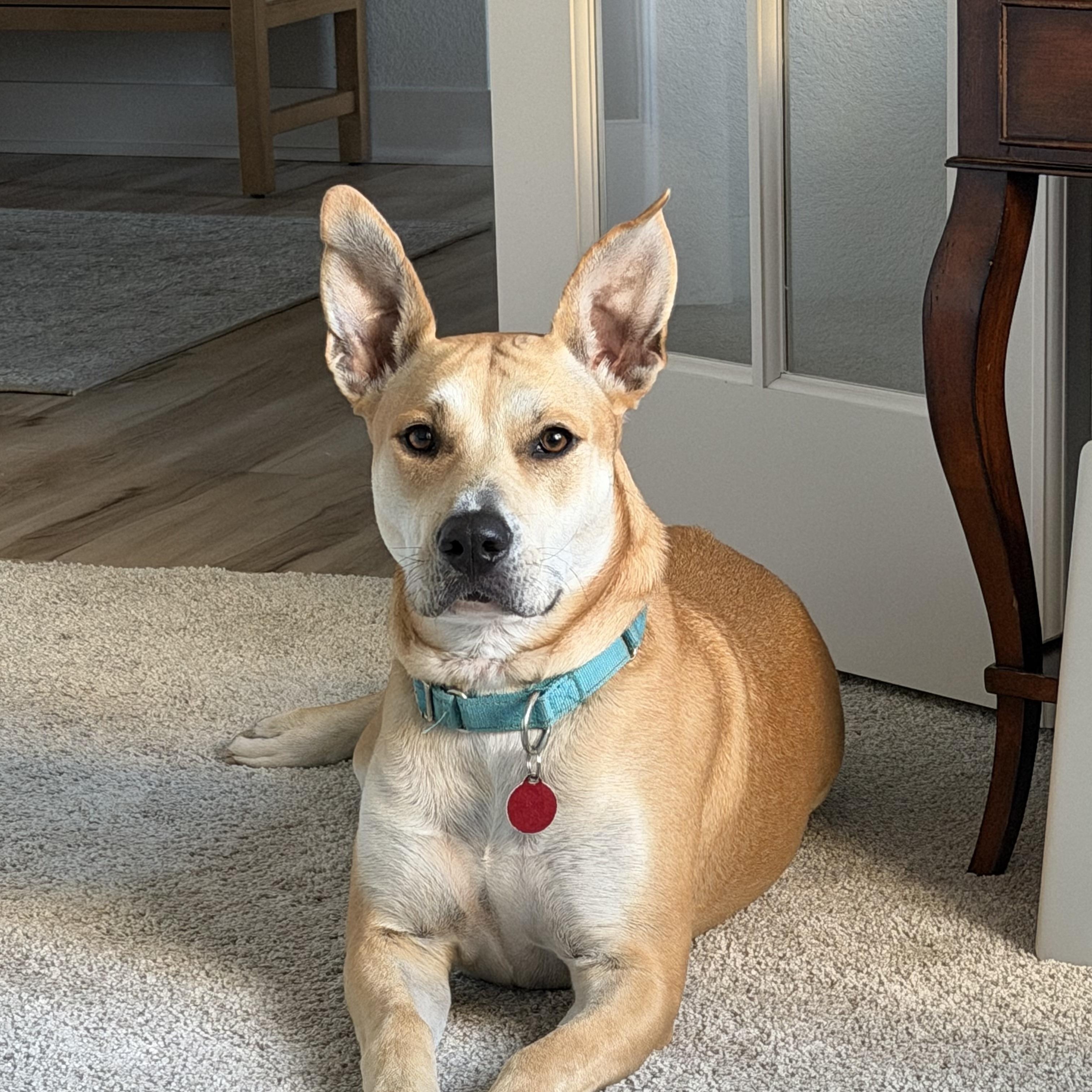 Enlarge April, a Adoptable mixed breed in Cedarburg, WI image 3/6